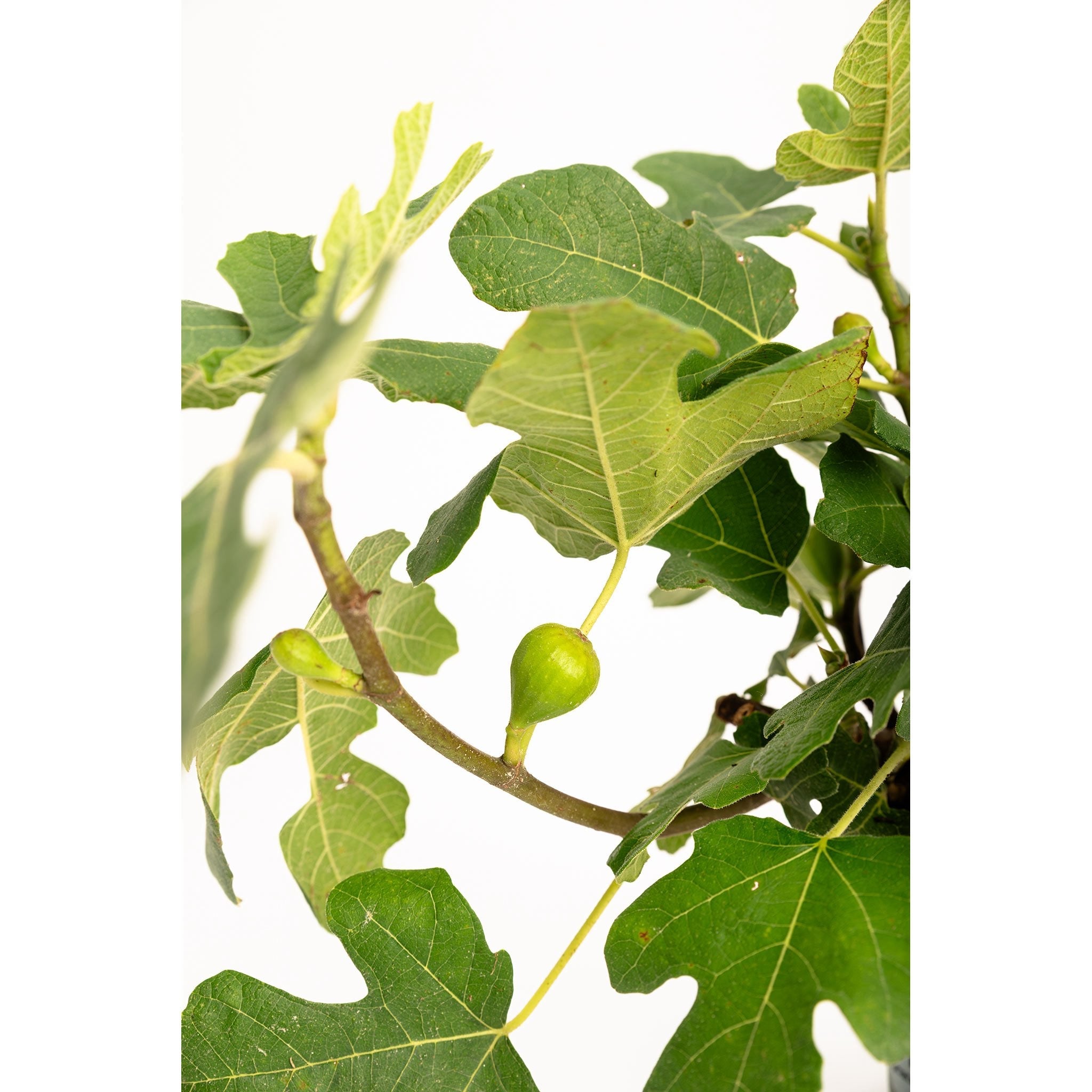 Green fig on a branch with leaves against a white background. Henderson Garden Supply