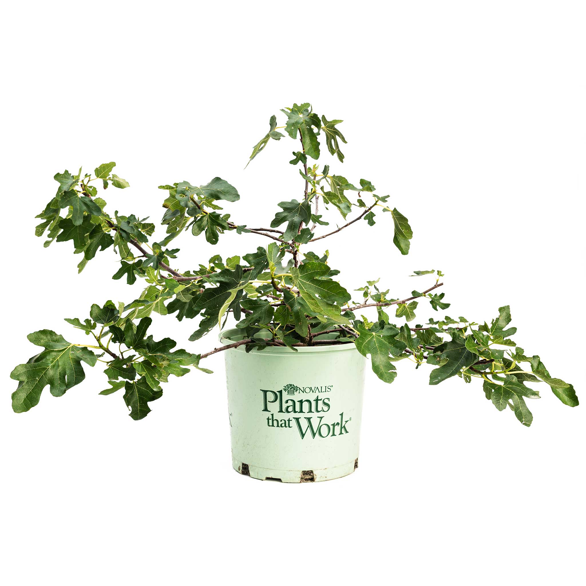 Potted plant with a visible brand logo on a white background. Henderson Garden Supply