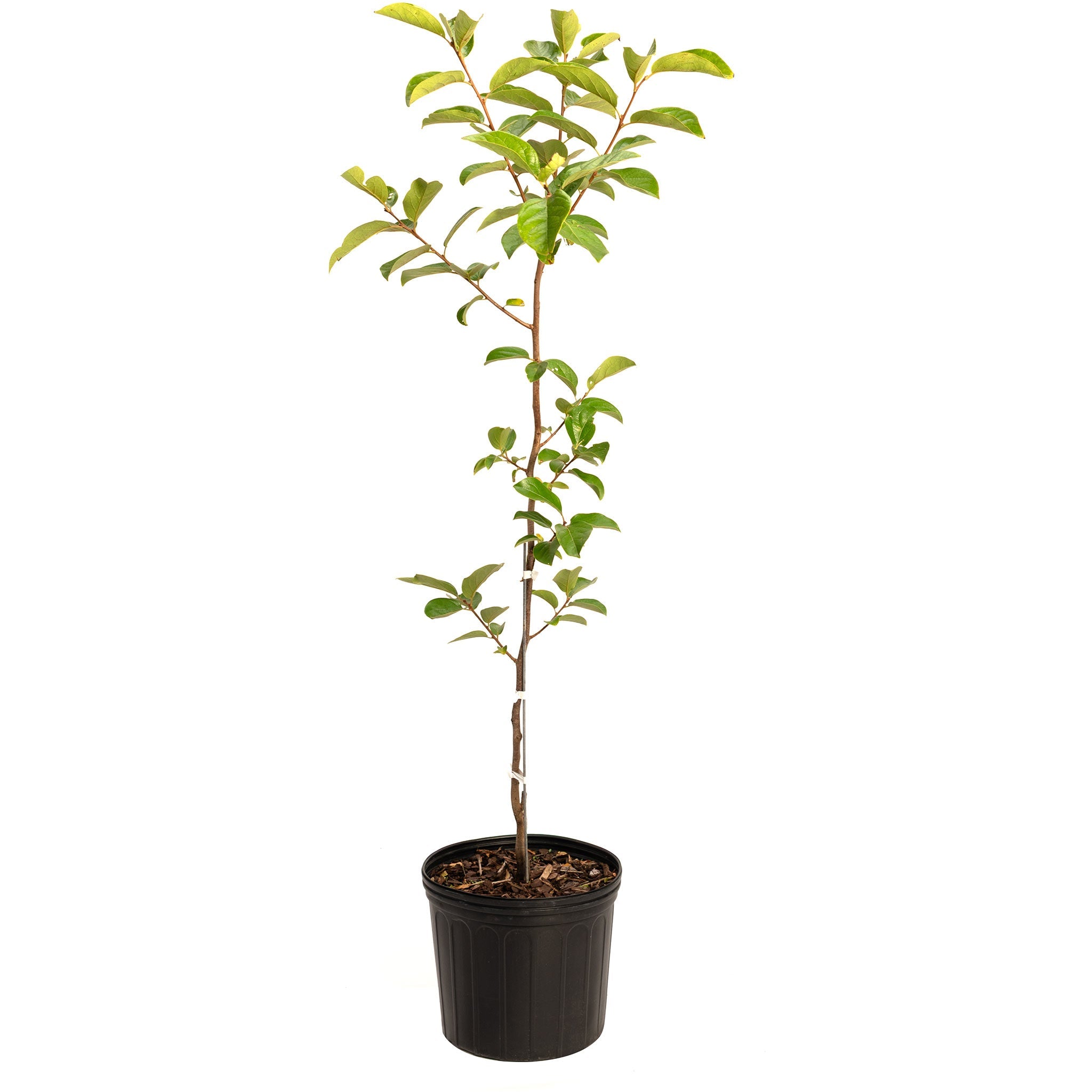 Potted plant with green leaves on a white background. Henderson Garden Supply