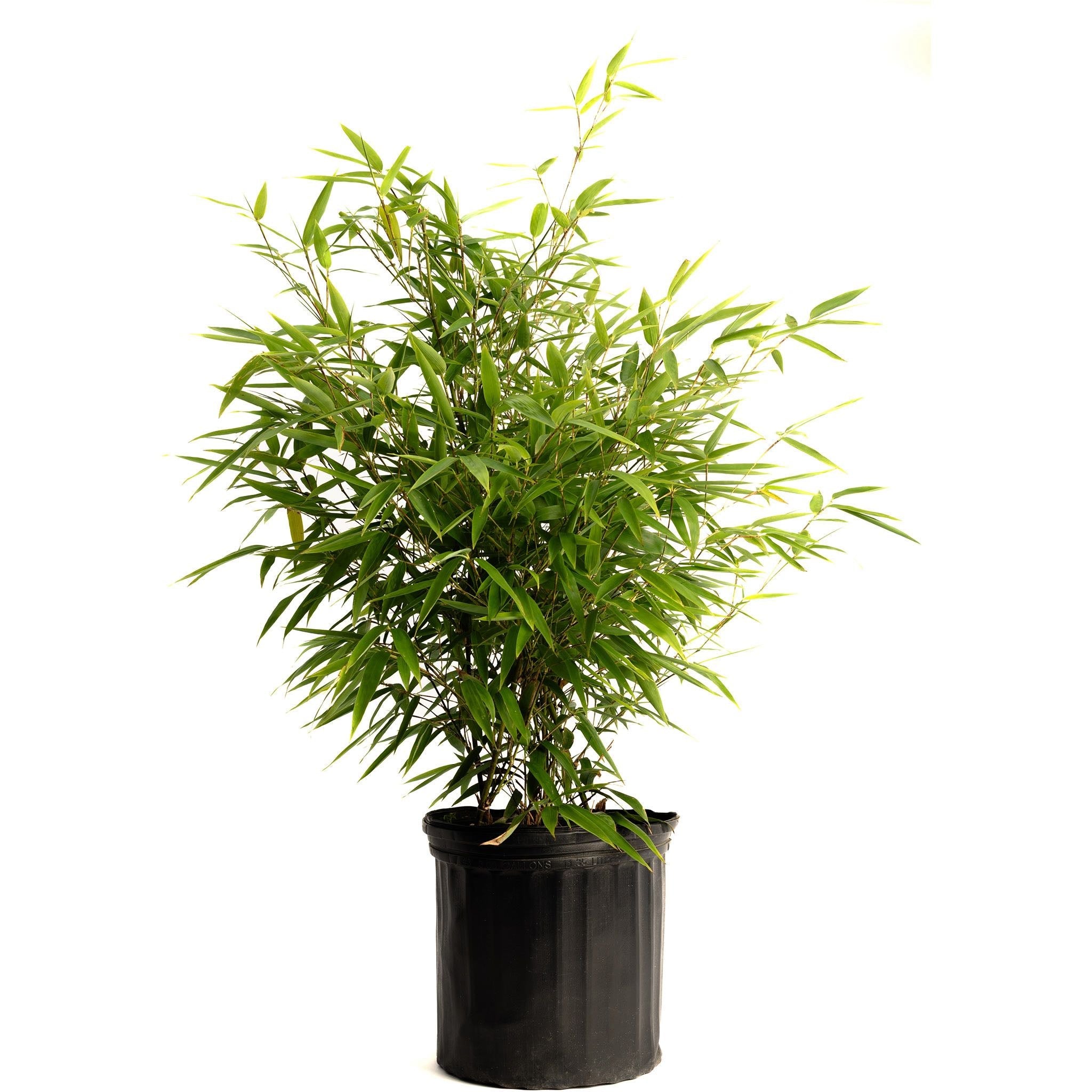 Potted bamboo plant on a white background. Henderson Garden Supply