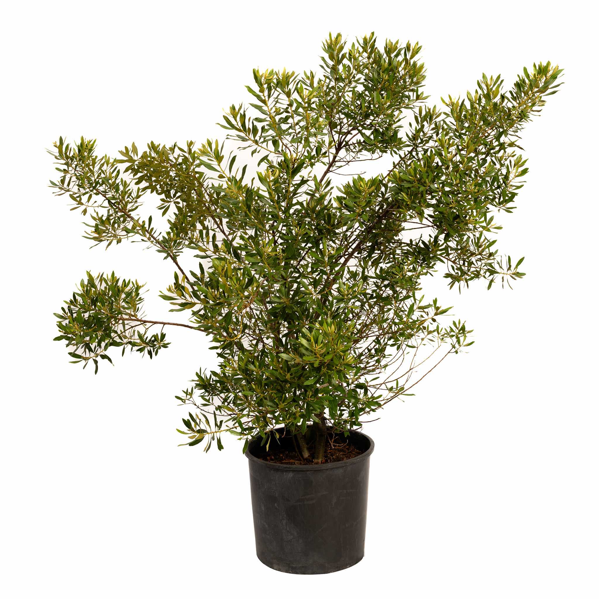 Potted plant with green leaves on a white background. Henderson Garden Supply