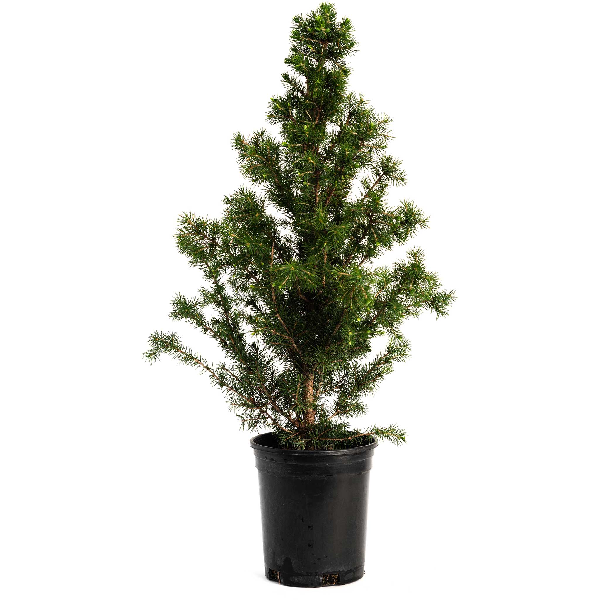 Alberta Spruce - Henderson Garden Supply