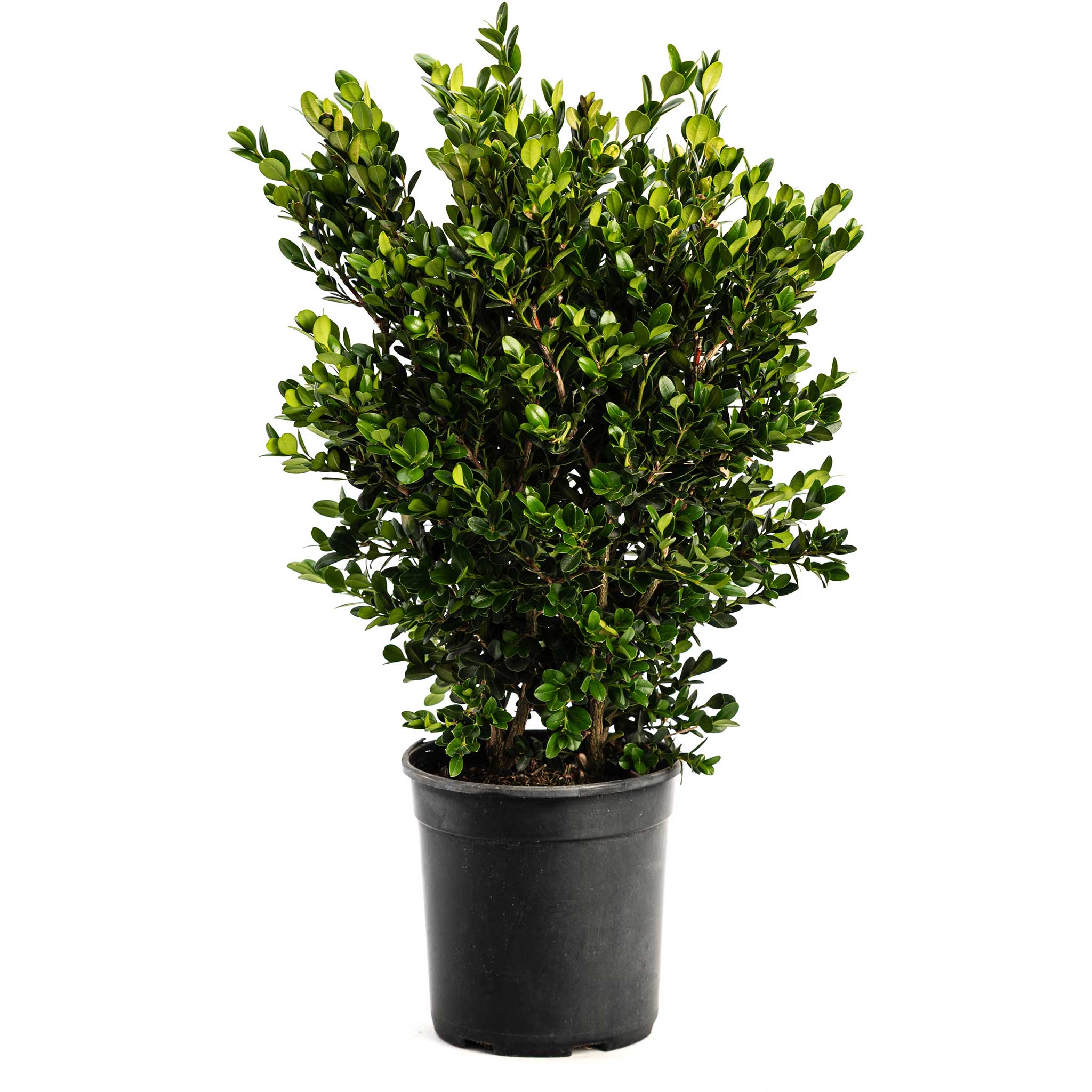 Potted green bush on a white background, Henderson Garden Supply