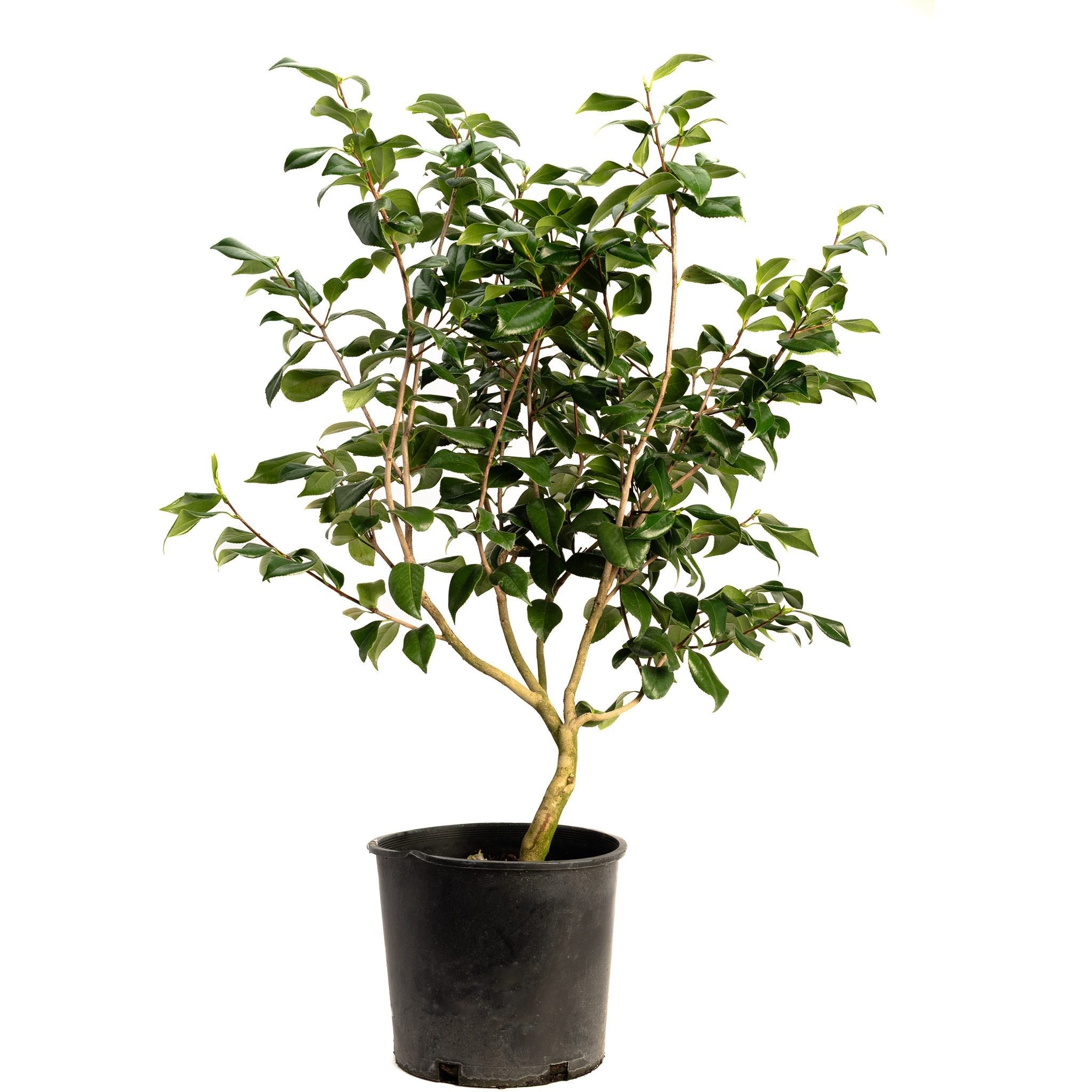Sea Foam Camellia – Creamy White Blooms, Evergreen Elegance