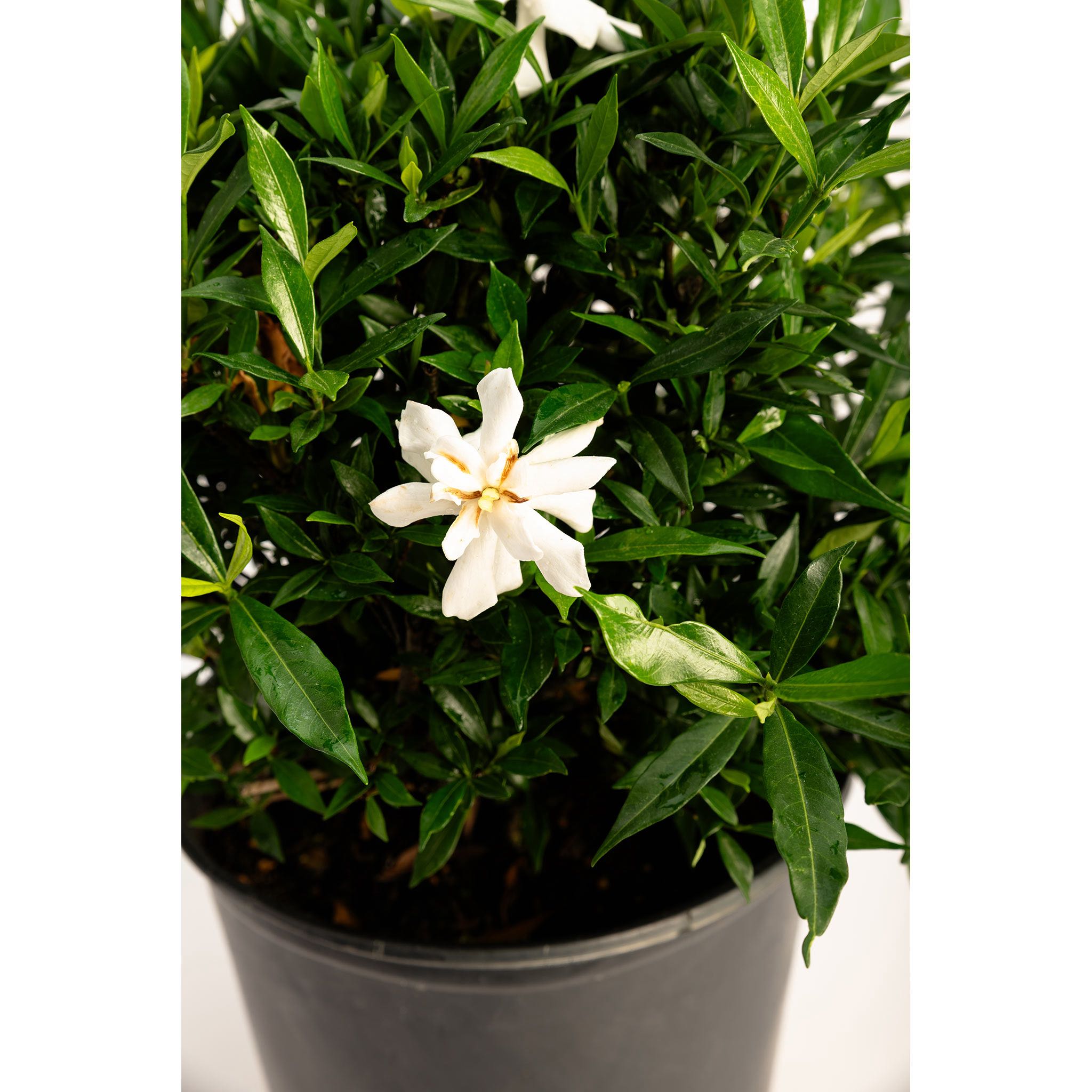 Potted plant with a white flower and green leaves on a white background - Henderson Garden Supply
