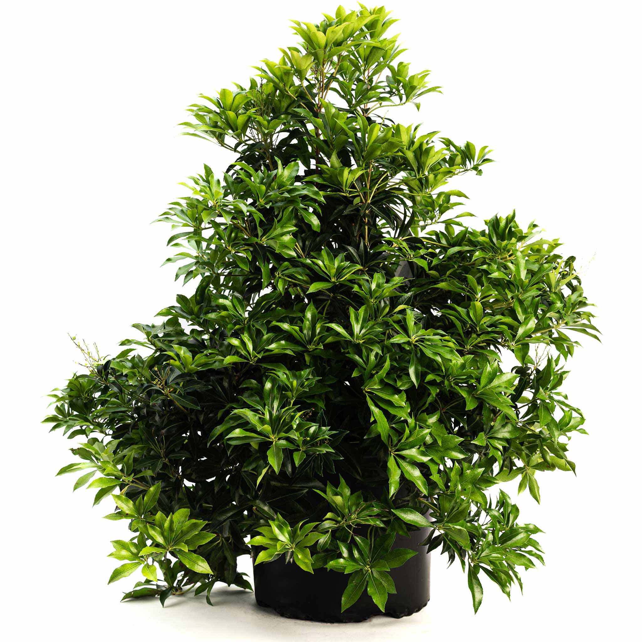 Enchanted Forest® River Run™ Pieris – Cascading White Blooms