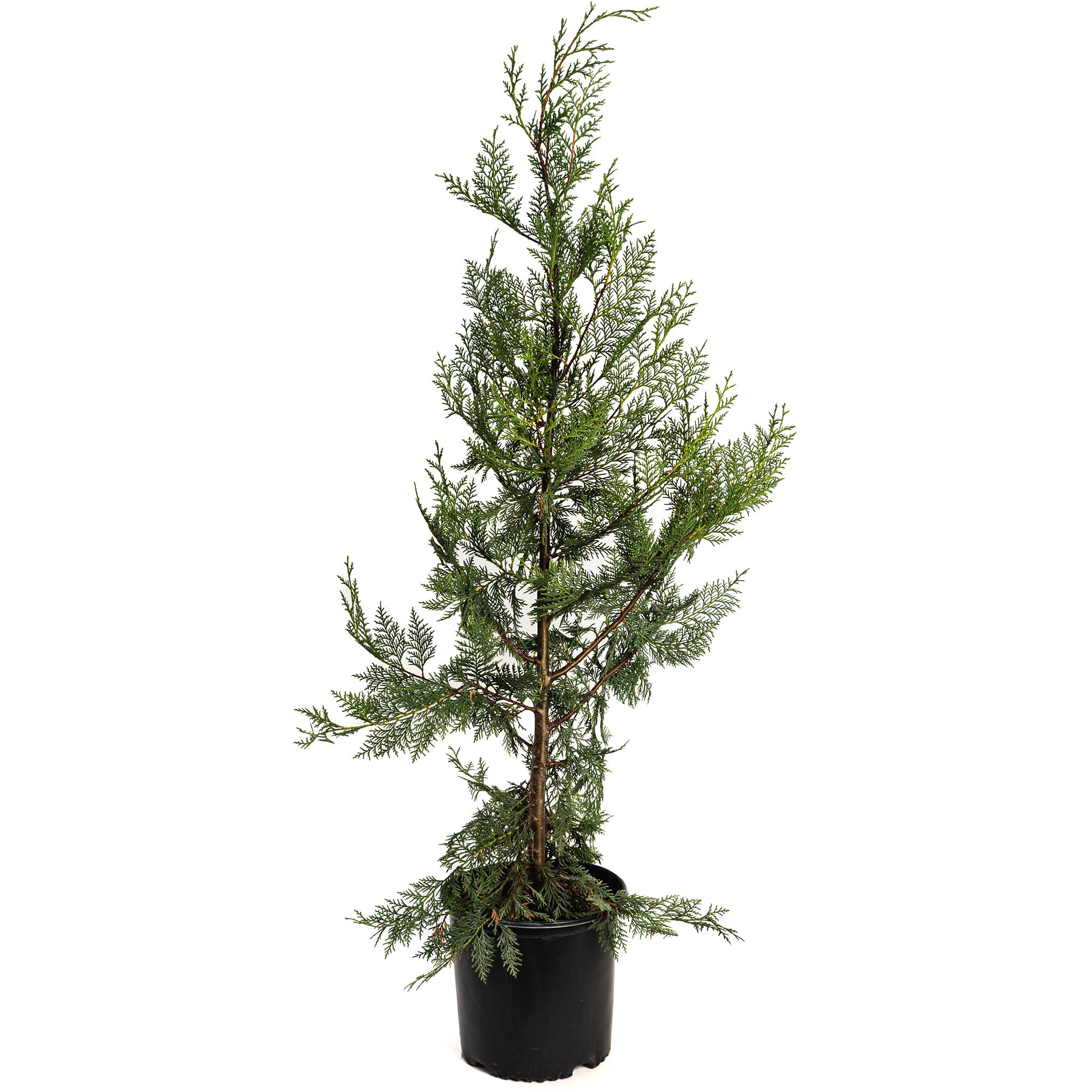 Leyland Cypress Tree – America’s #1 Fast-Growing Privacy Screen