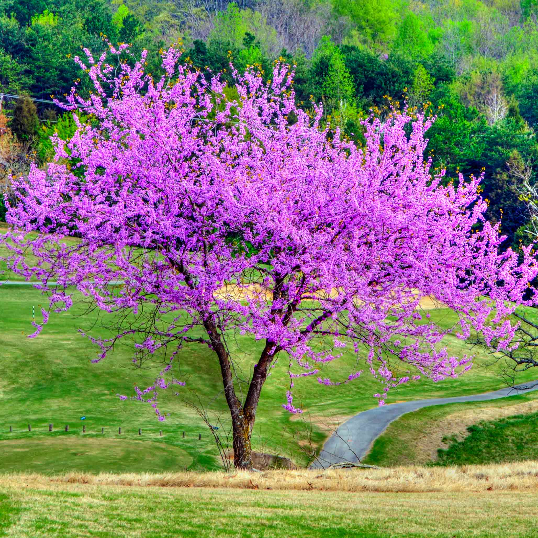 Purple flowering tree in a park with a path and greenery. Henderson Garden Supply