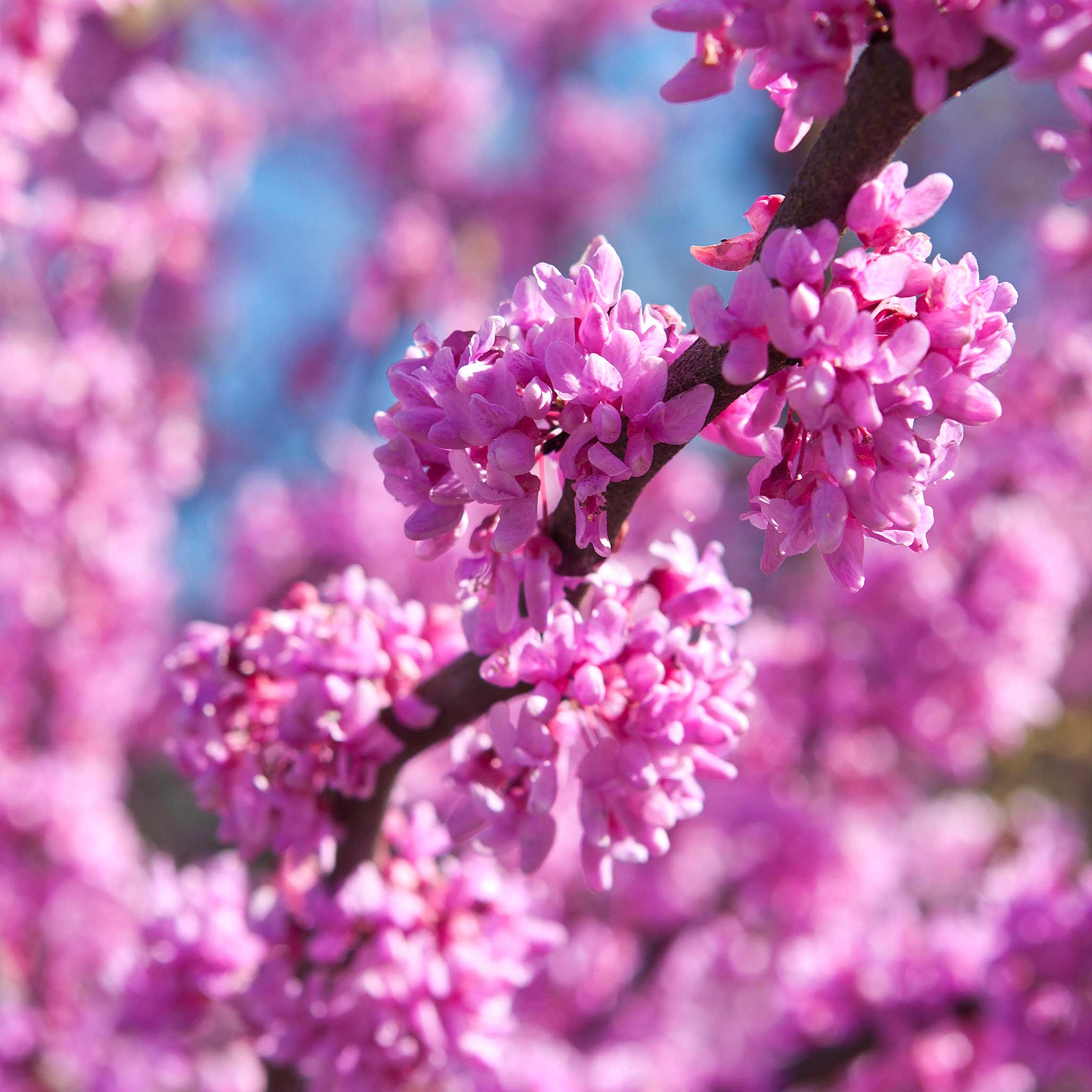 Close-up of pink flowers with a blurred background. Henderson Garden Supply