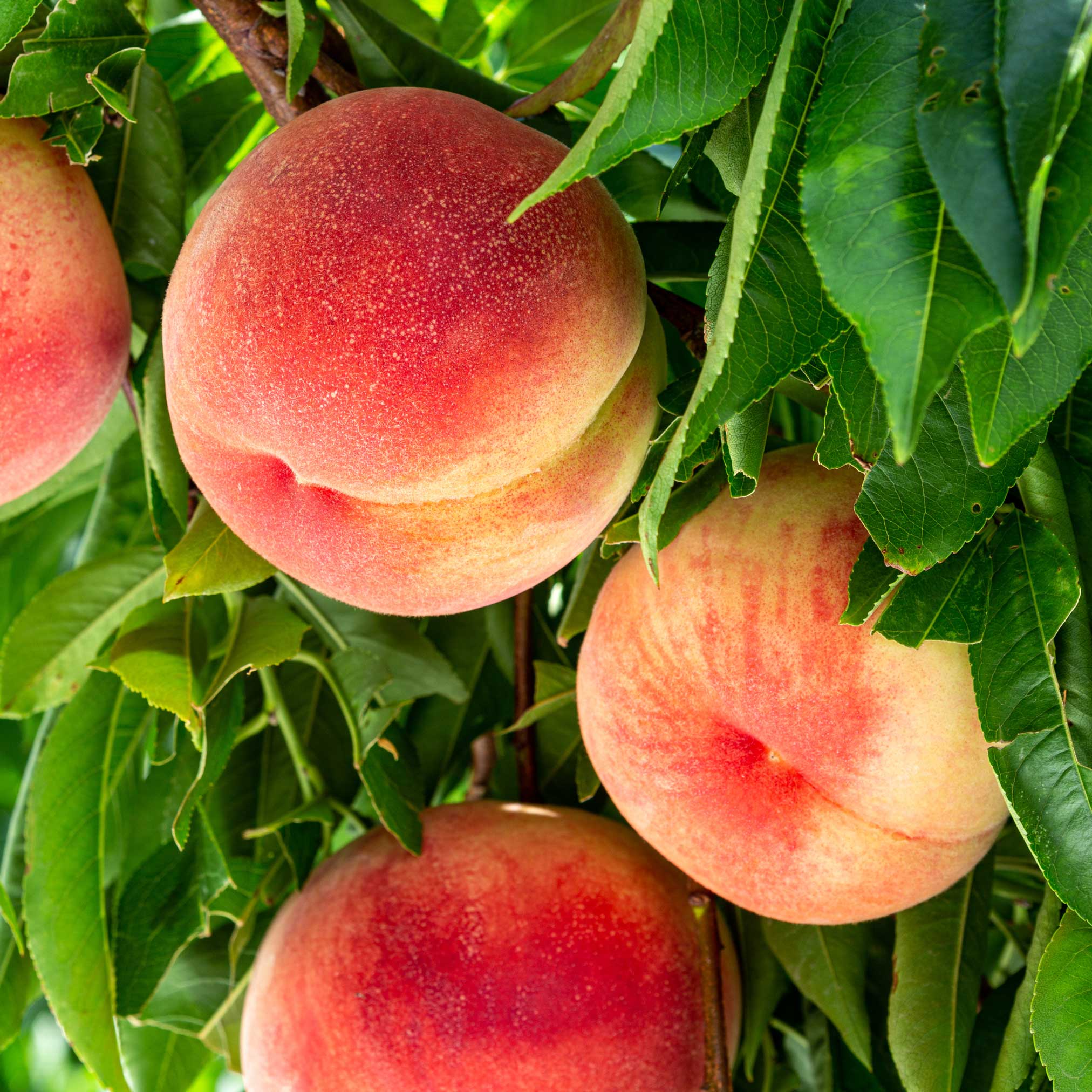 Ripe peaches hanging from a tree with green leaves. Henderson Garden Supply