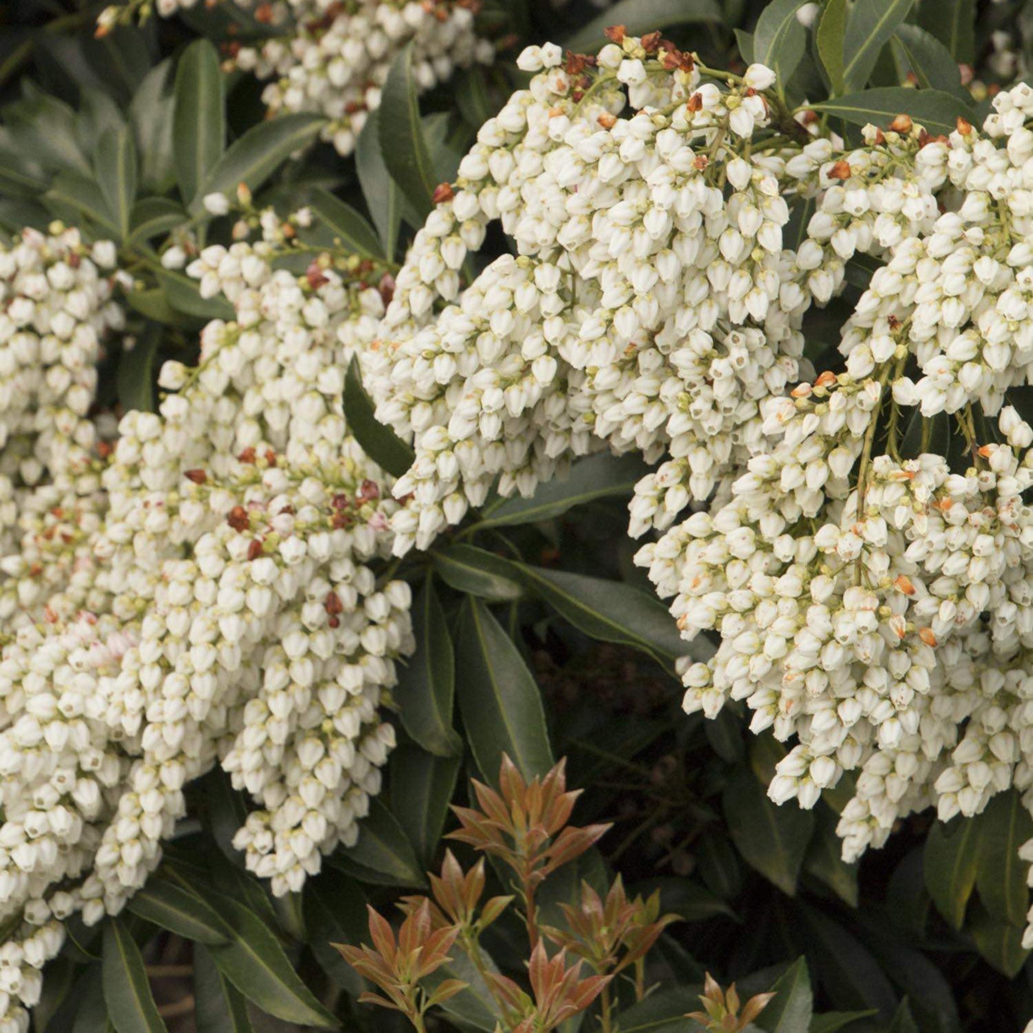 Enchanted Forest® River Run™ Pieris – Cascading White Blooms