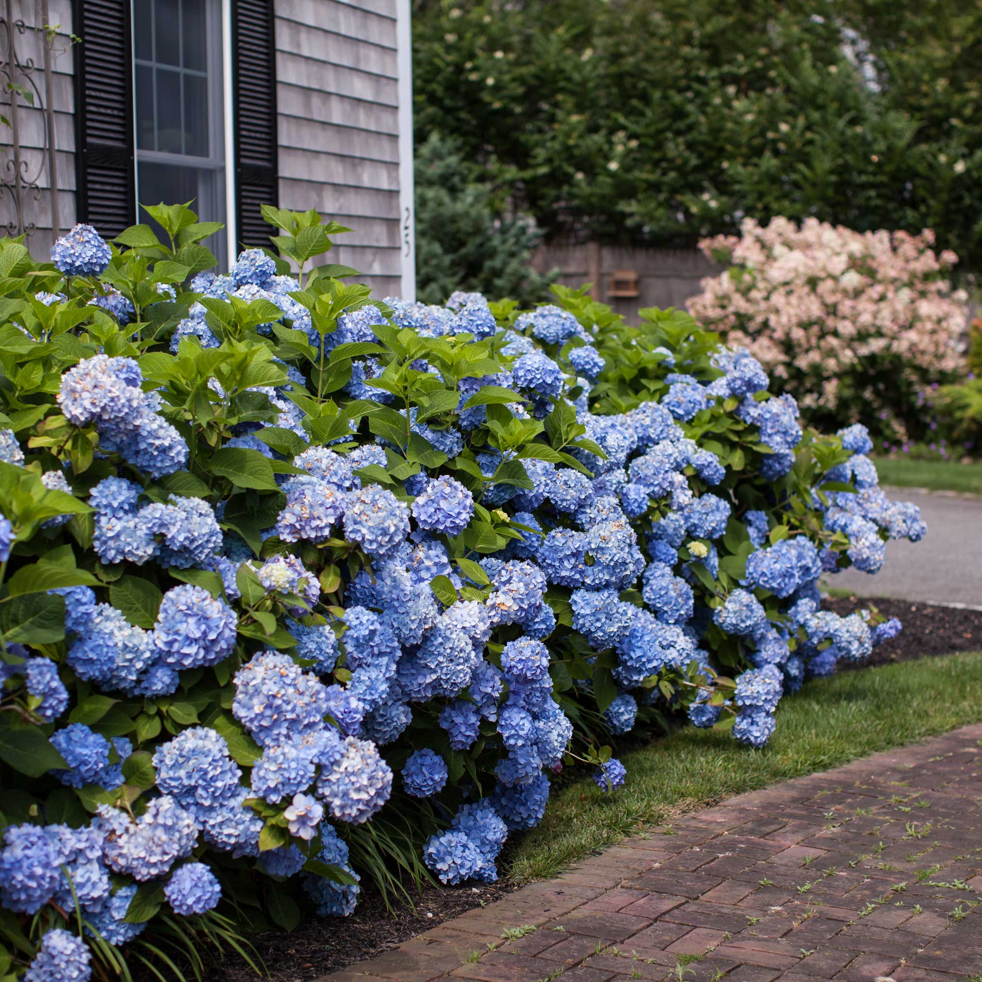 Blue hydrangeas in a garden with a house and other plants in the background. Henderson Garden Supply