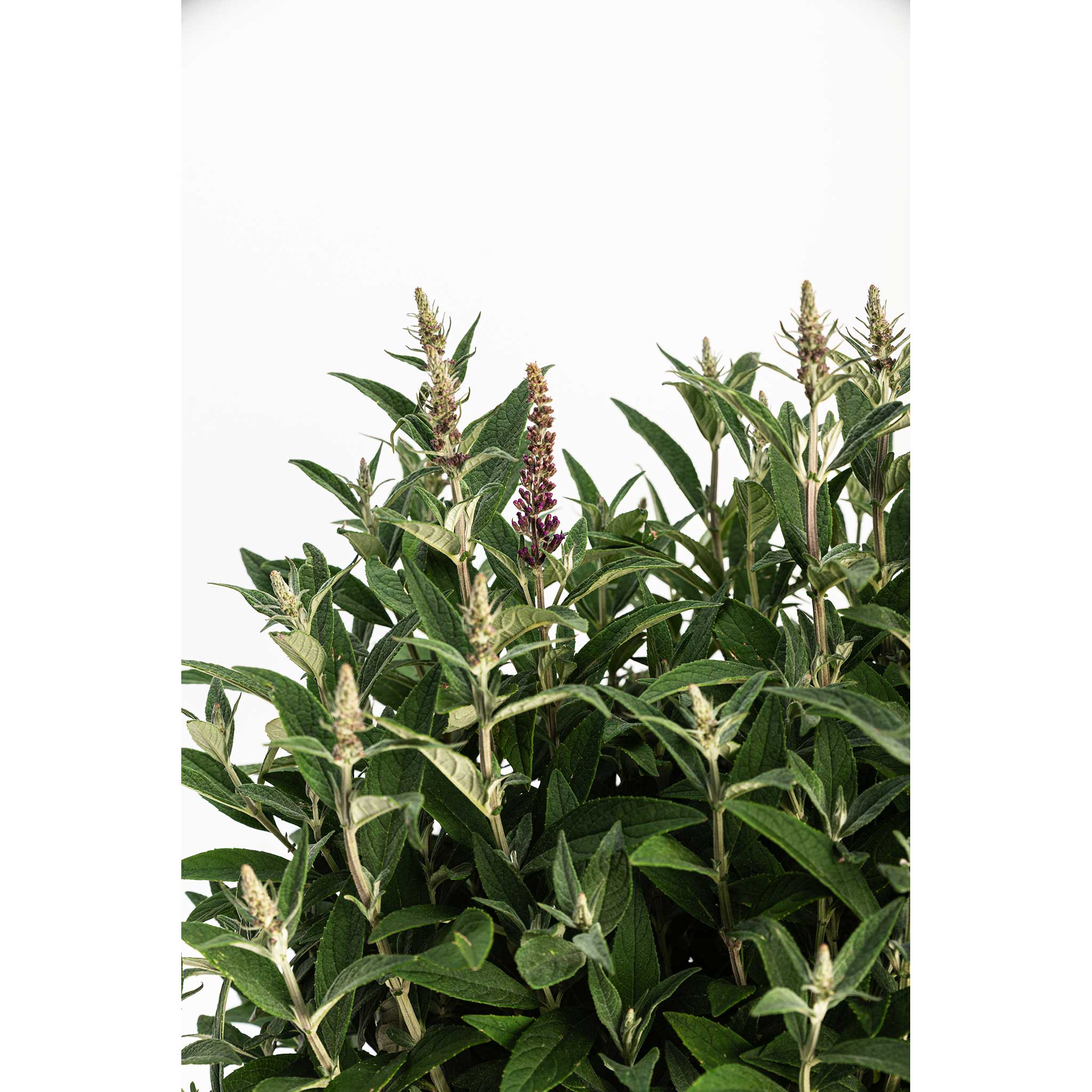 Green plant with small purple flowers on a white background. Henderson Garden Supply