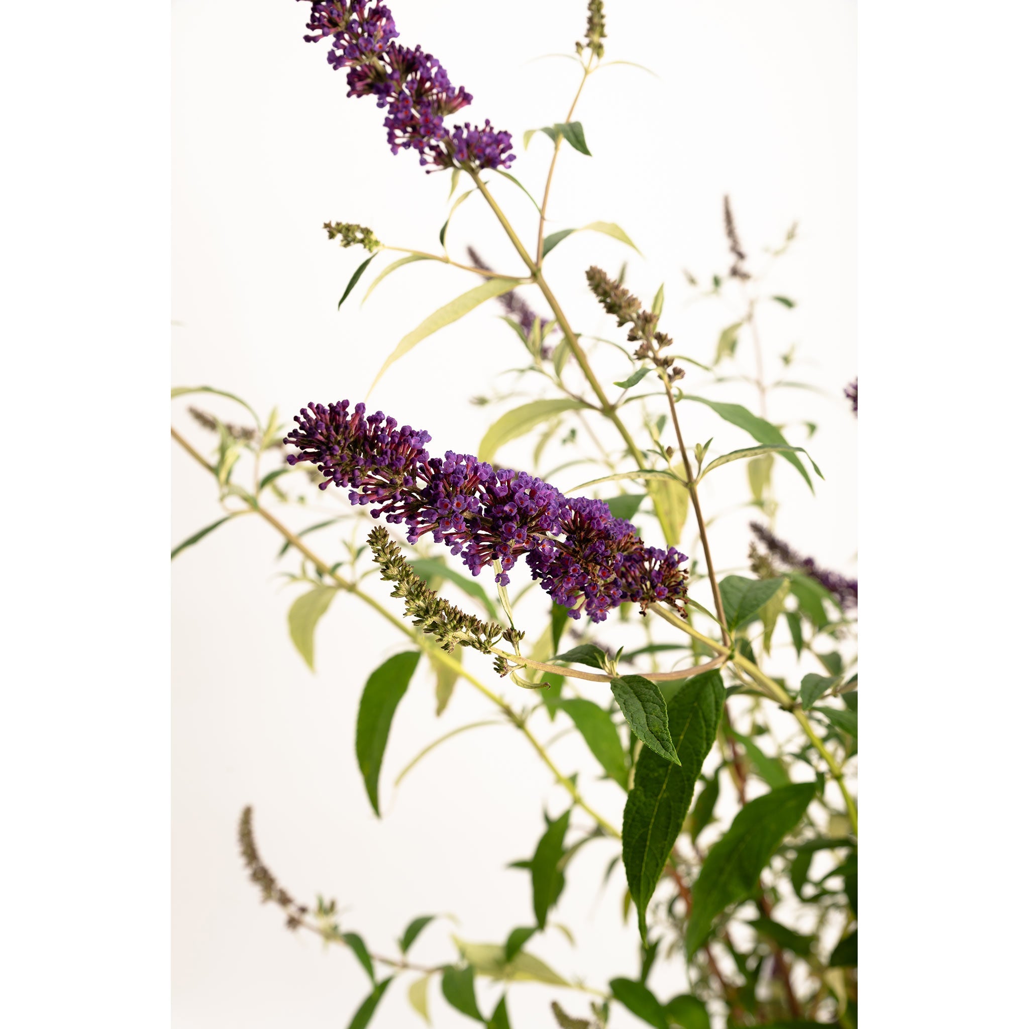 Purple flowering plant with green leaves on a white background - butterfly bush - Henderson Garden Supply