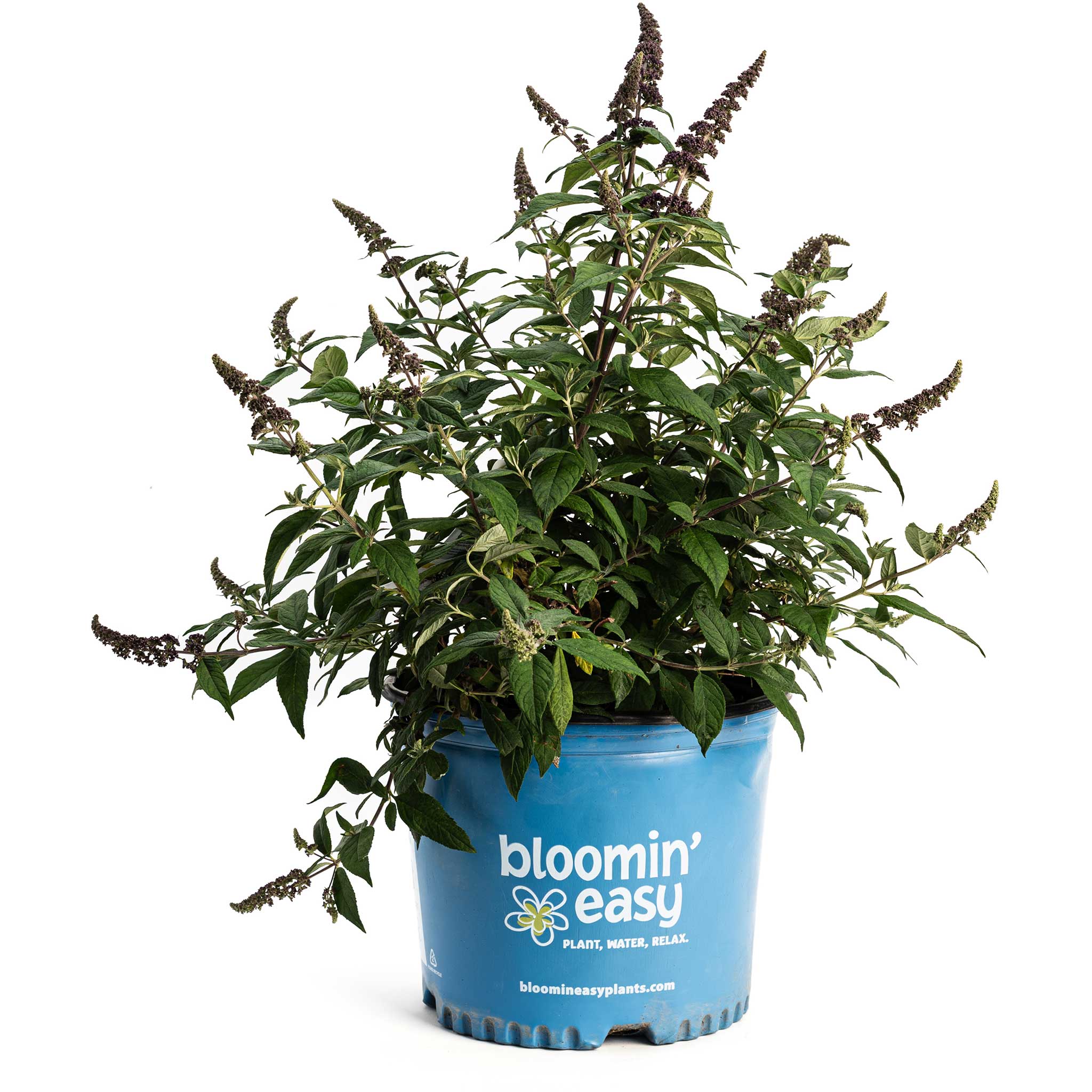 Potted plant in a blue 'bloomin' easy' container on a white background. Henderson Garden Supply