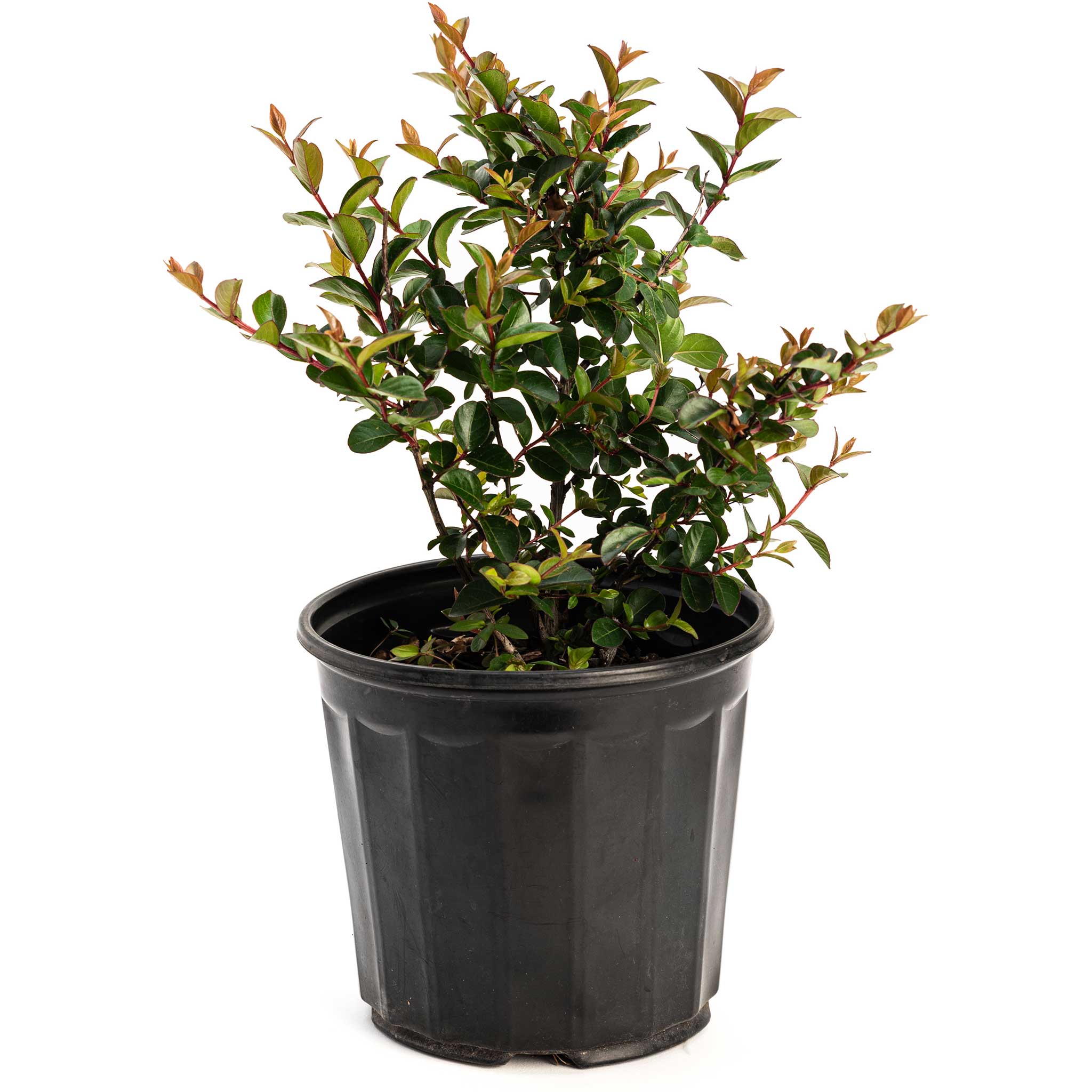 Potted plant with green leaves in a black pot on a white background. Henderson Garden Supply