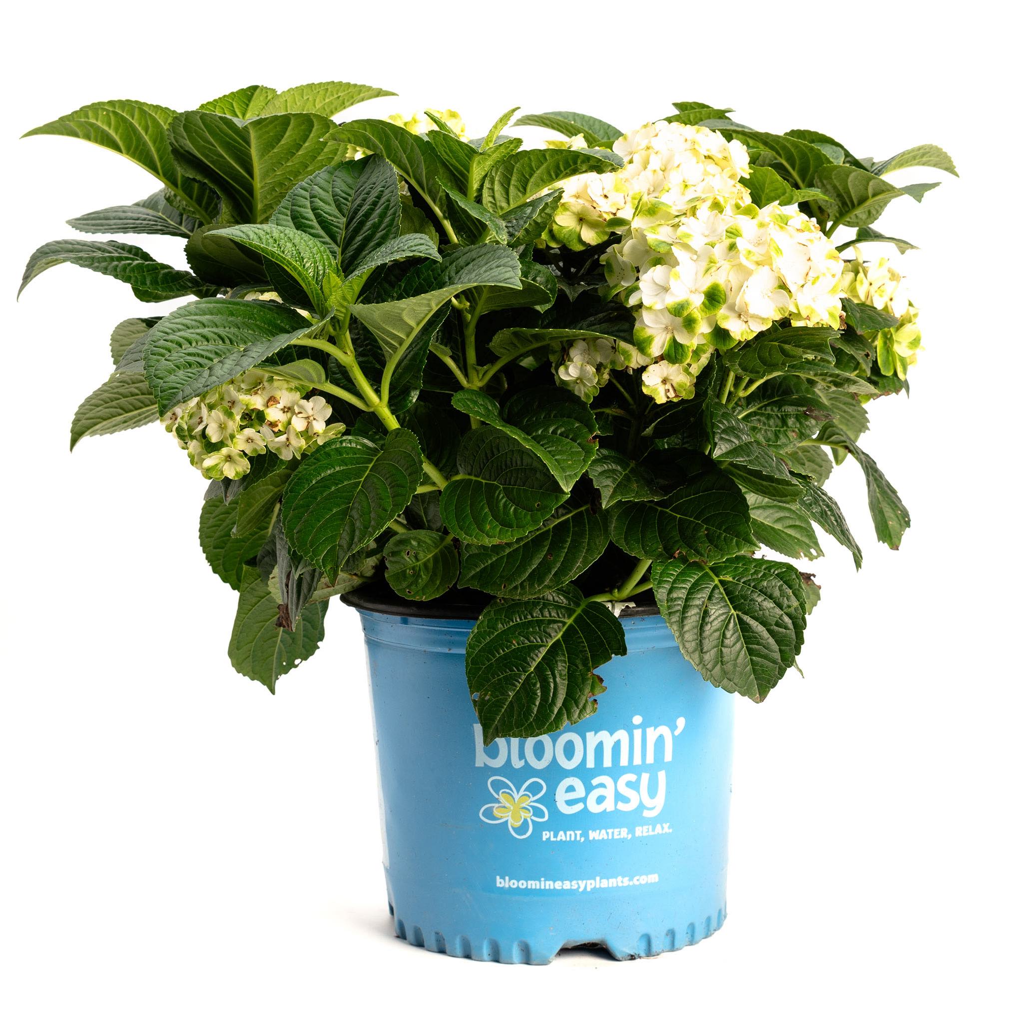Potted plant with white flowers and green leaves in a blue container labeled 'bloomin' easy'. Henderson Garden Supply