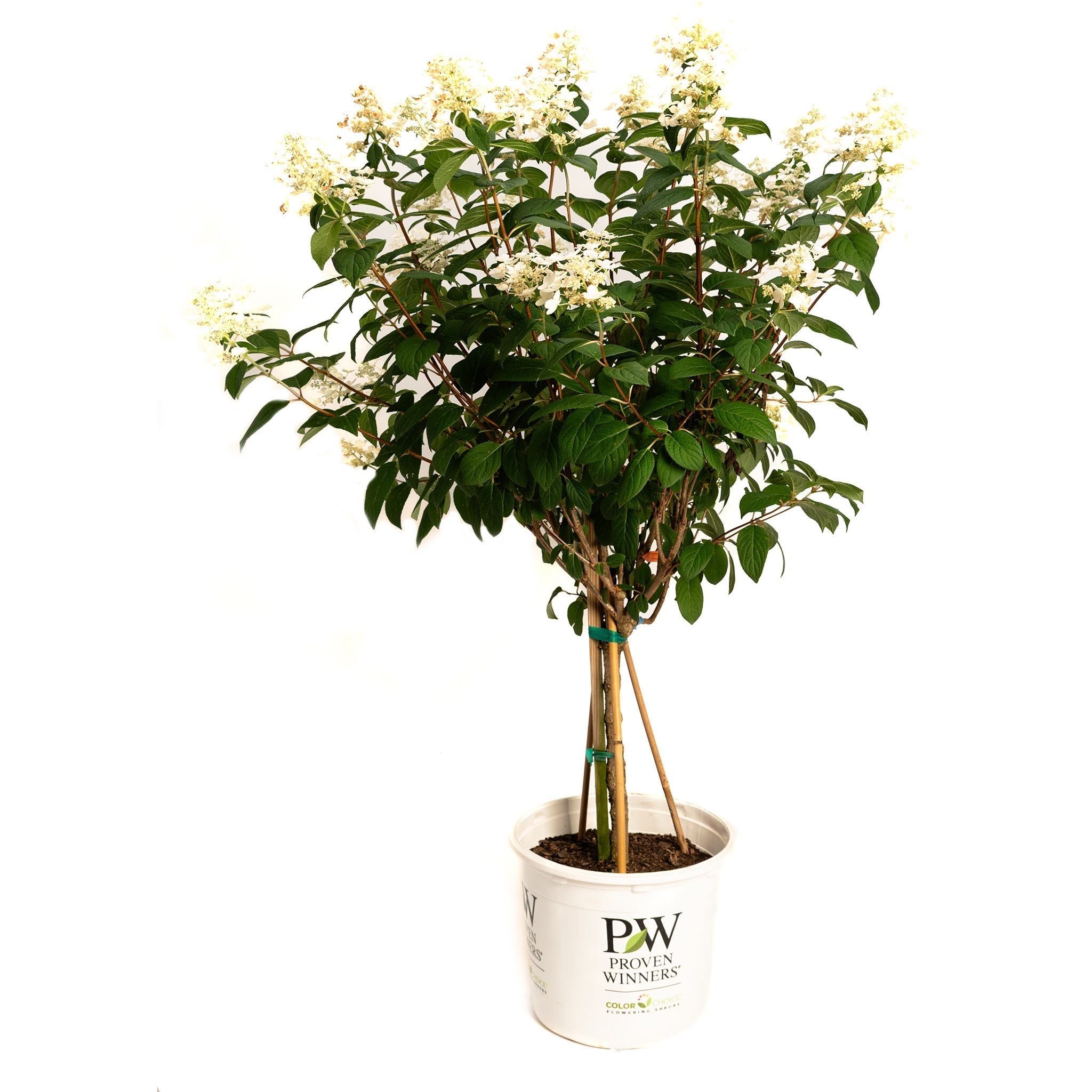 Potted plant with white flowers and green leaves on a white background. Henderson Garden Supply