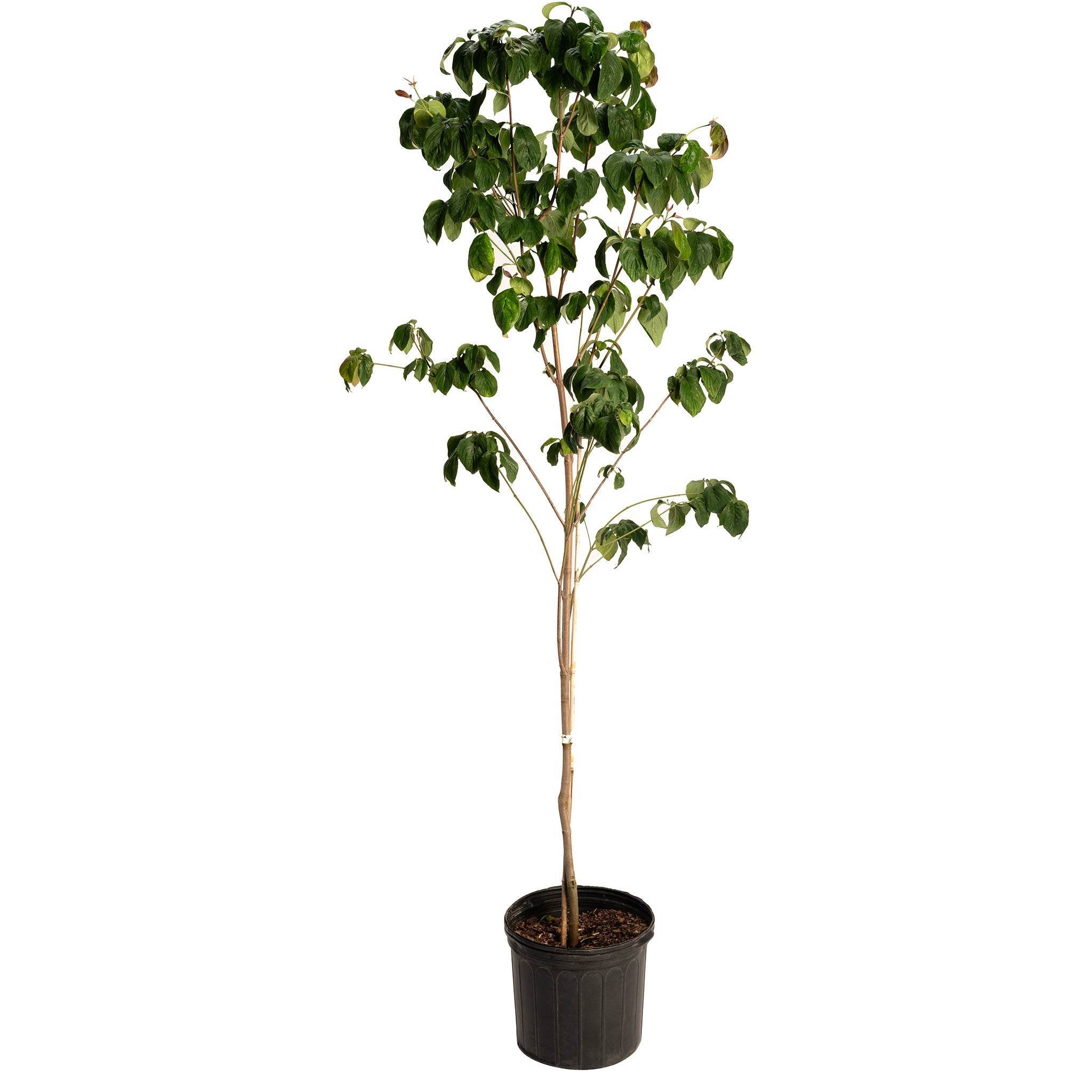 Potted plant with green leaves on a white background. Henderson Garden Supply