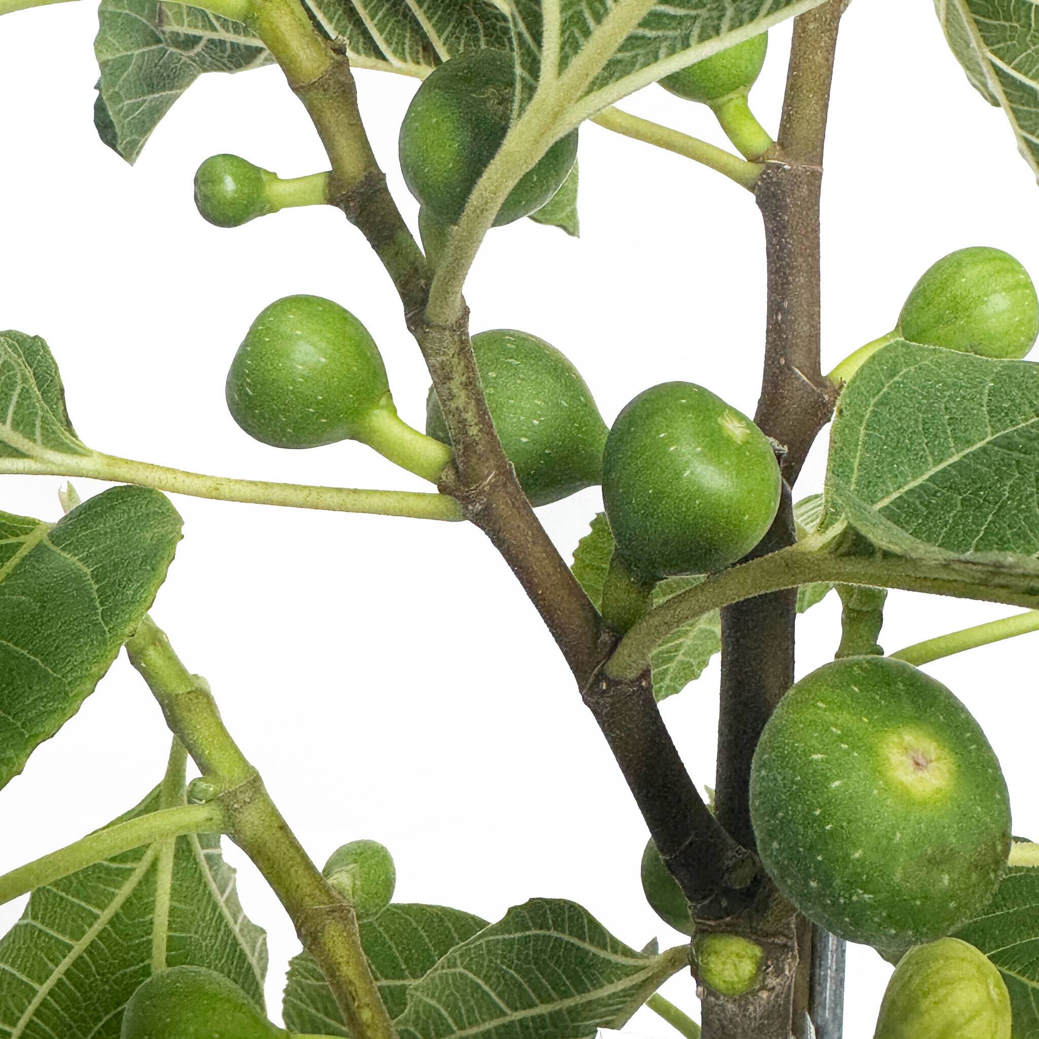 Green figs on a branch with leaves against a white background. Henderson Garden Supply