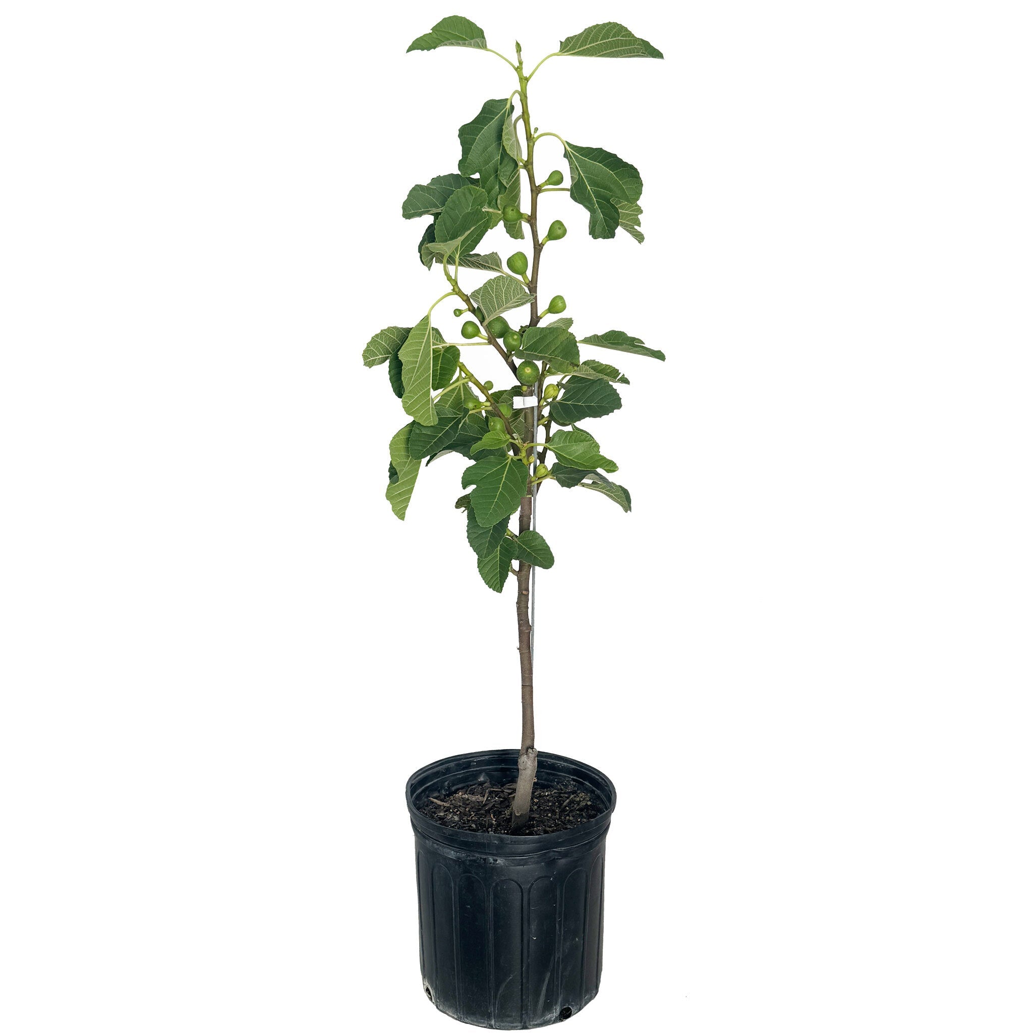 Potted plant with green leaves on a white background. Henderson Garden Supply
