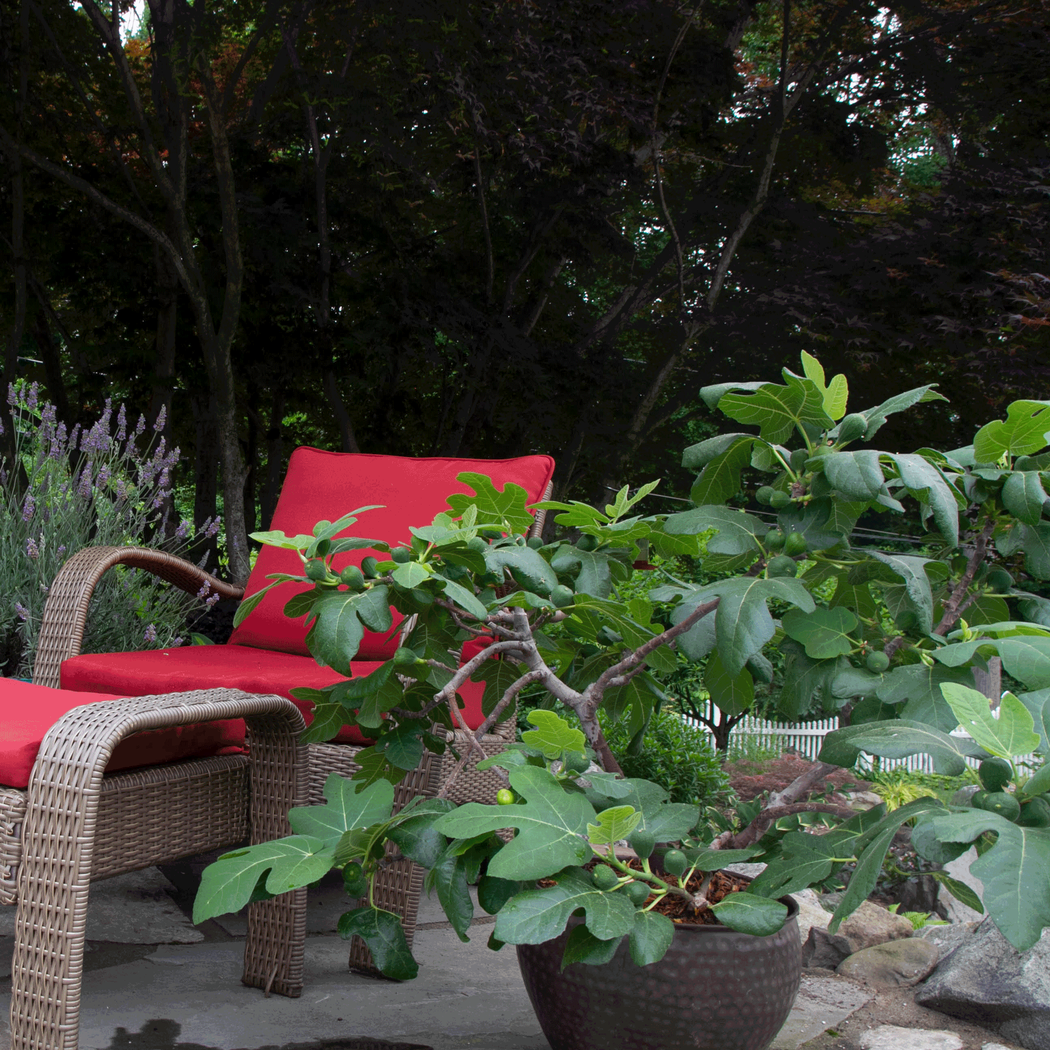 Red cushioned chair in a garden setting with plants and trees. Henderson Garden Supply