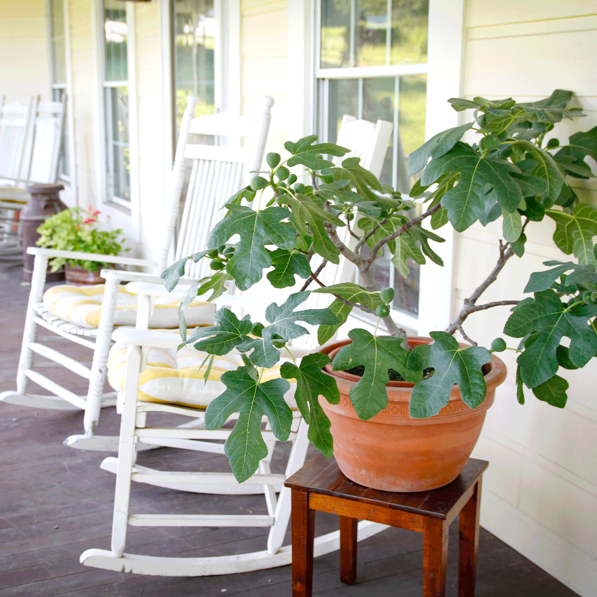 Potted plant on a small table with white rocking chairs in the background. Henderson Garden Supply