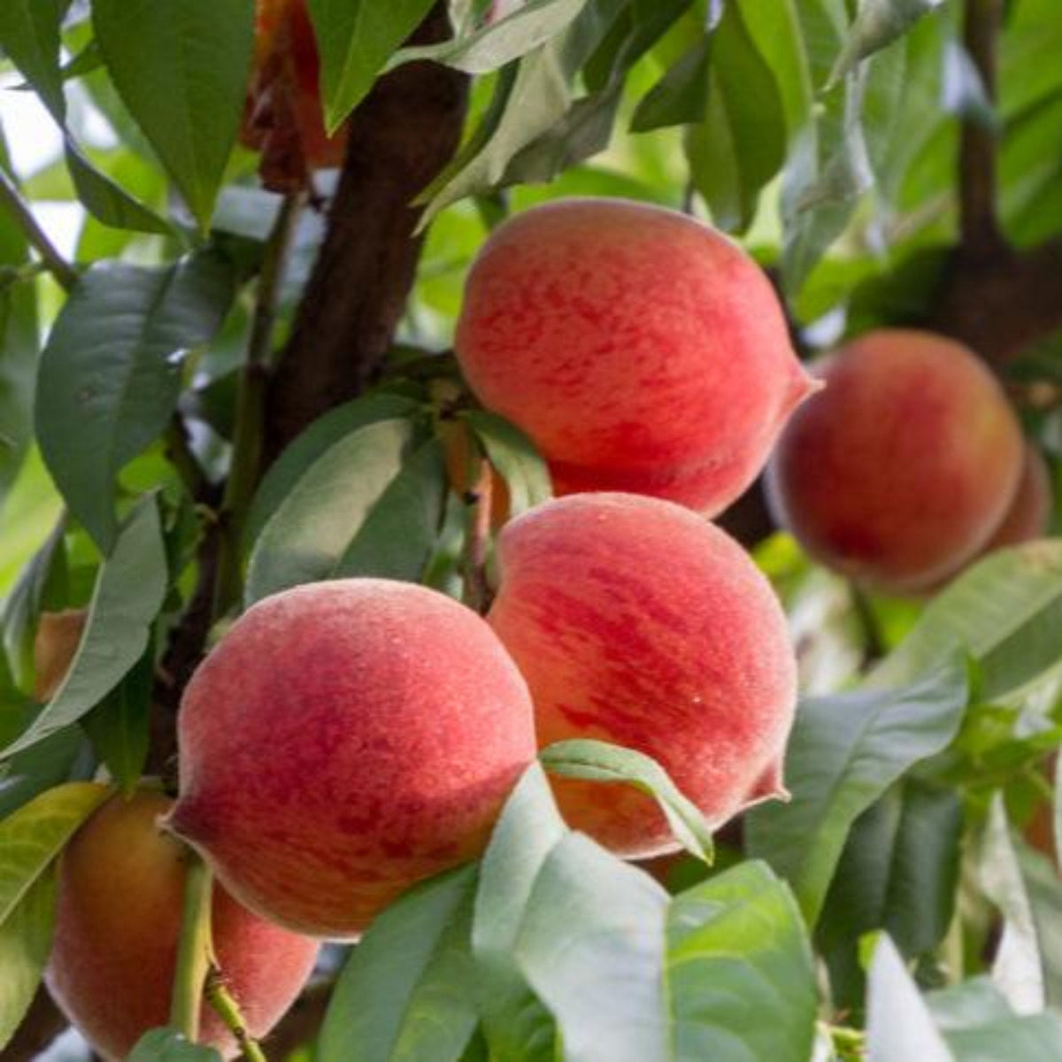 Ripe peaches hanging from a tree with green leaves. Henderson Garden Supply