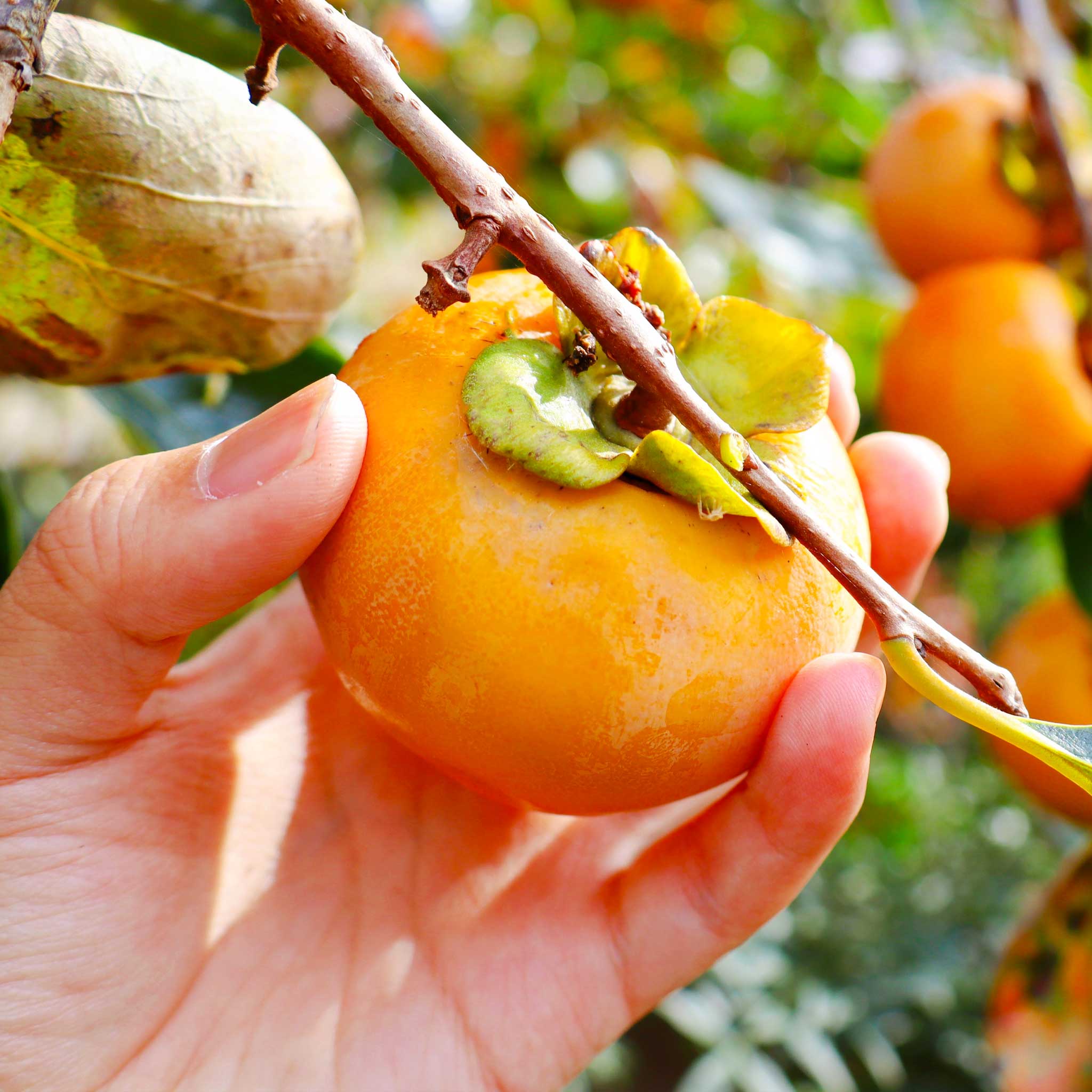 Hand holding a persimmon fruit on a branch with more fruits in the background. Henderson Garden Supply
