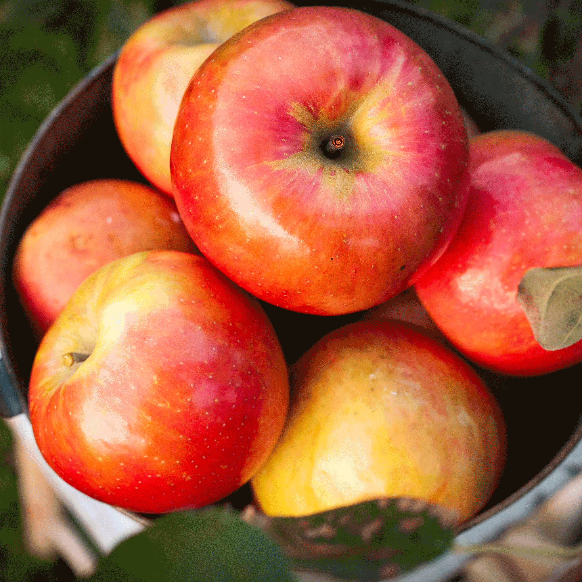Basket of red and yellow apples with a blurred natural background. Henderson Garden Supply