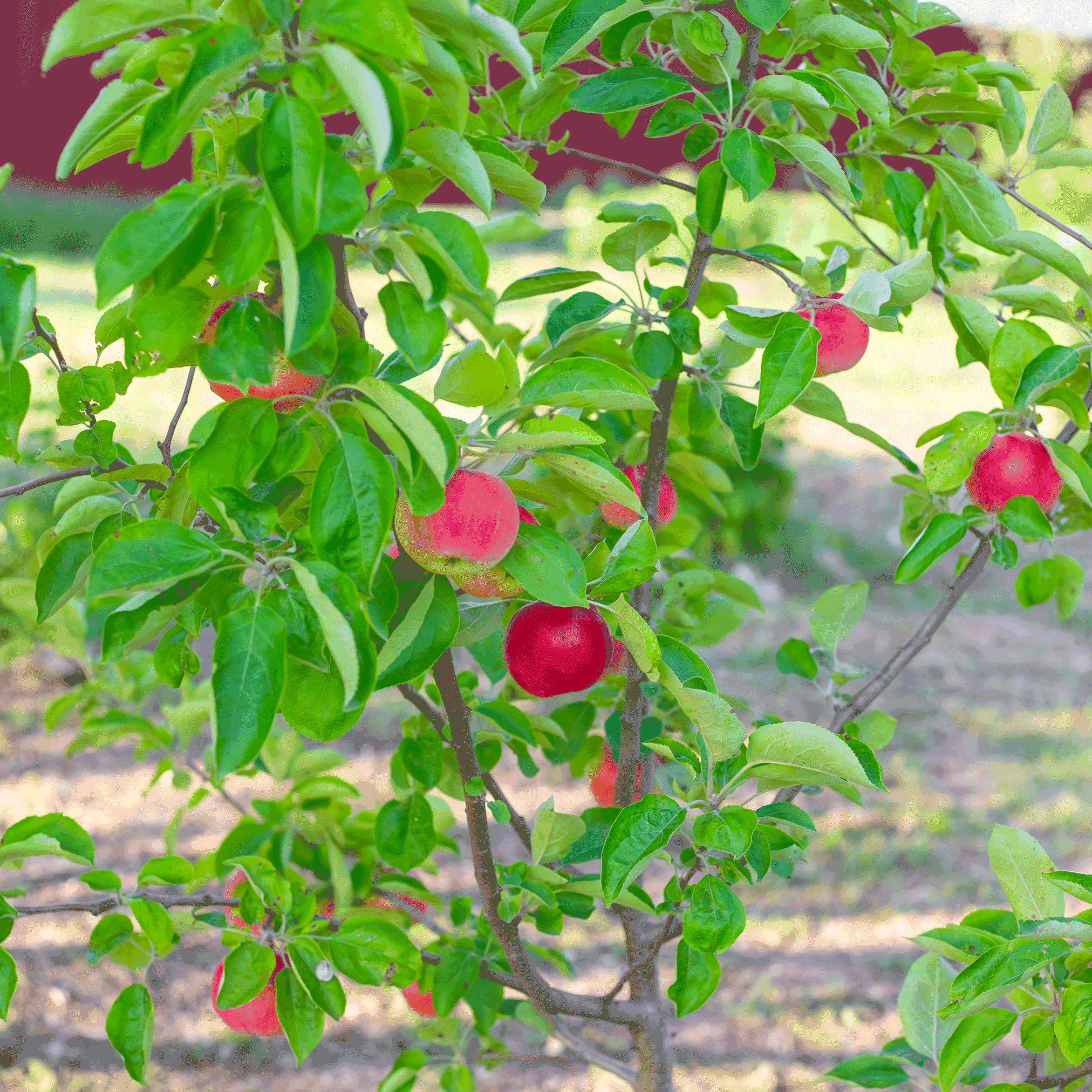 Apple tree with red apples and green leaves in an orchard. Henderson Garden Supply