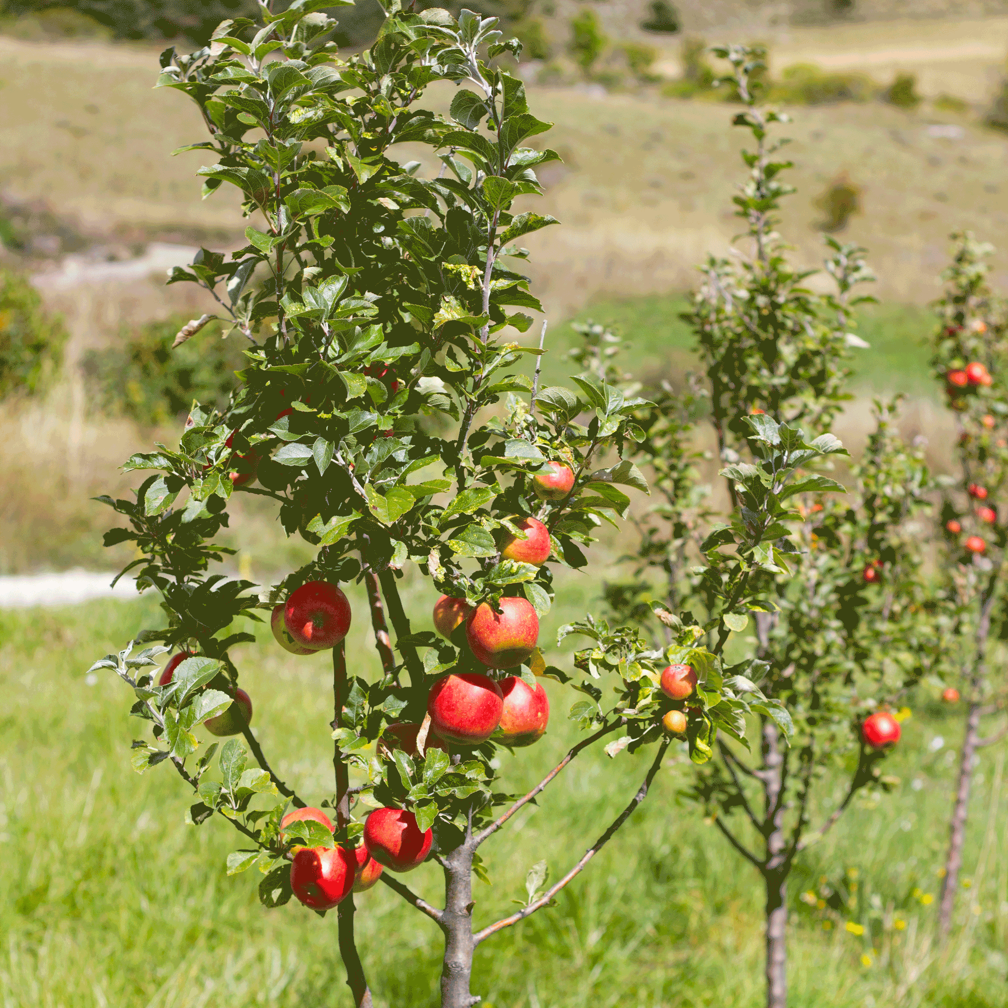 Apple trees with red apples in an orchard. Henderson Garden Supply