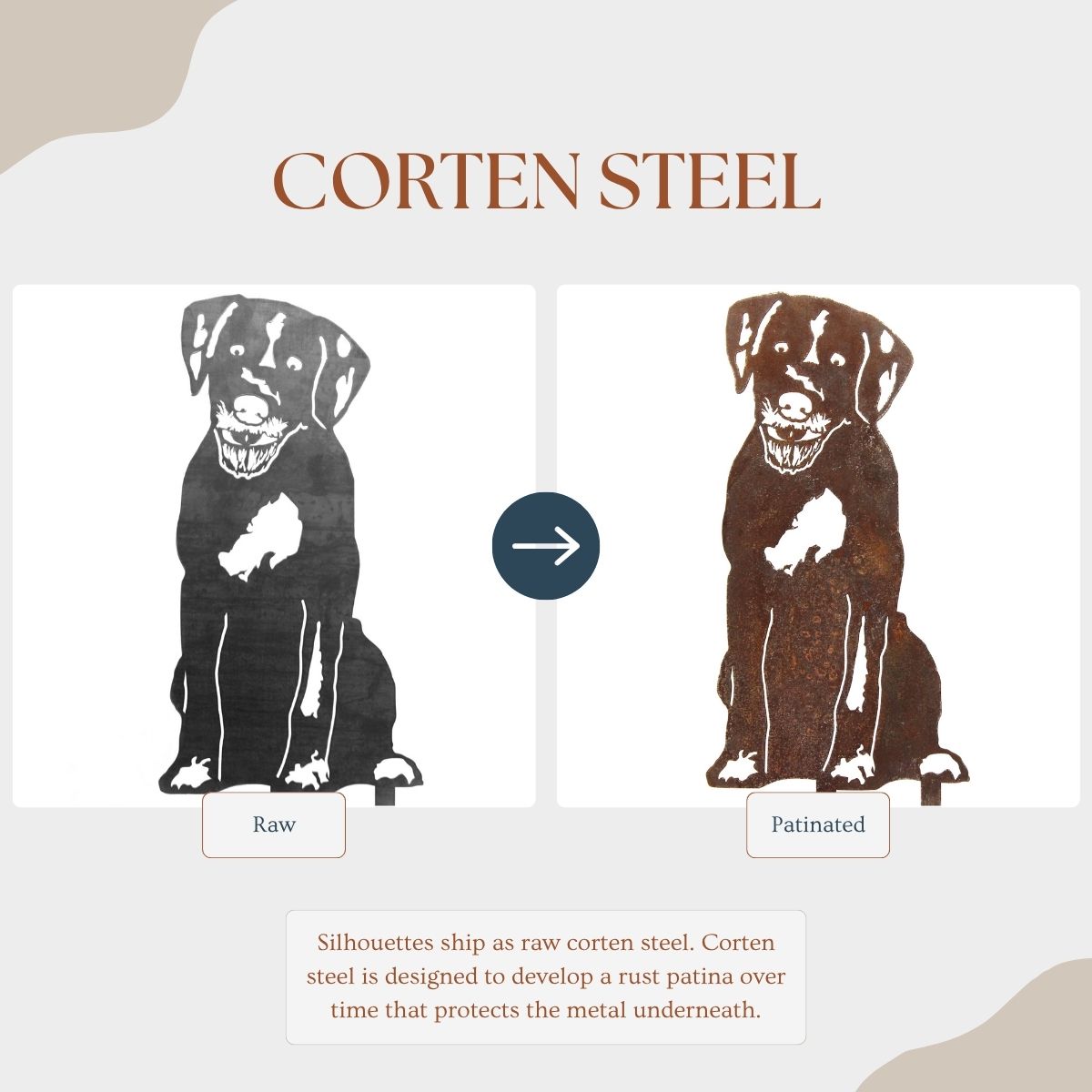 German Wirehaired Pointer