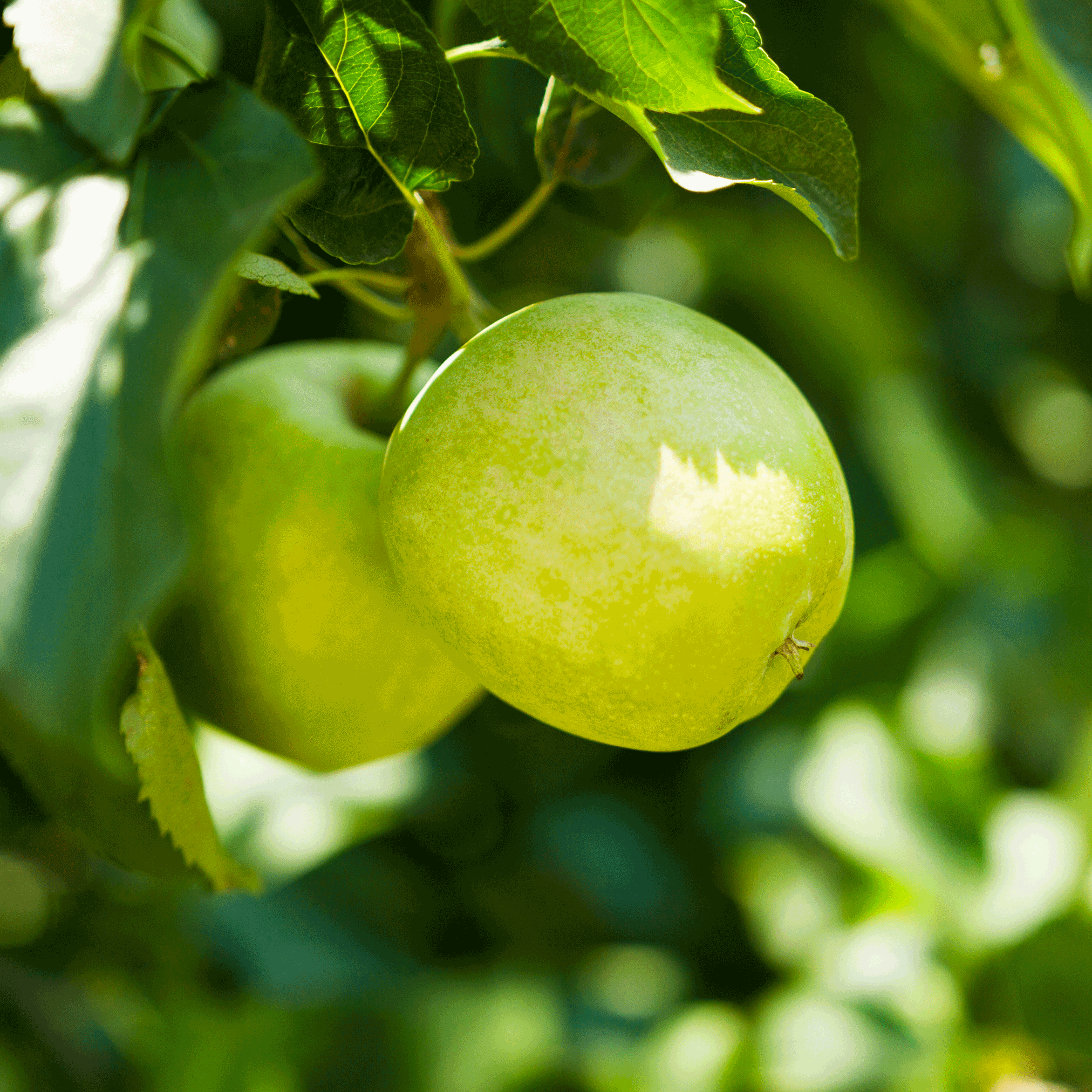 Green apples hanging on a tree with a blurred green background. Henderson Garden Supply