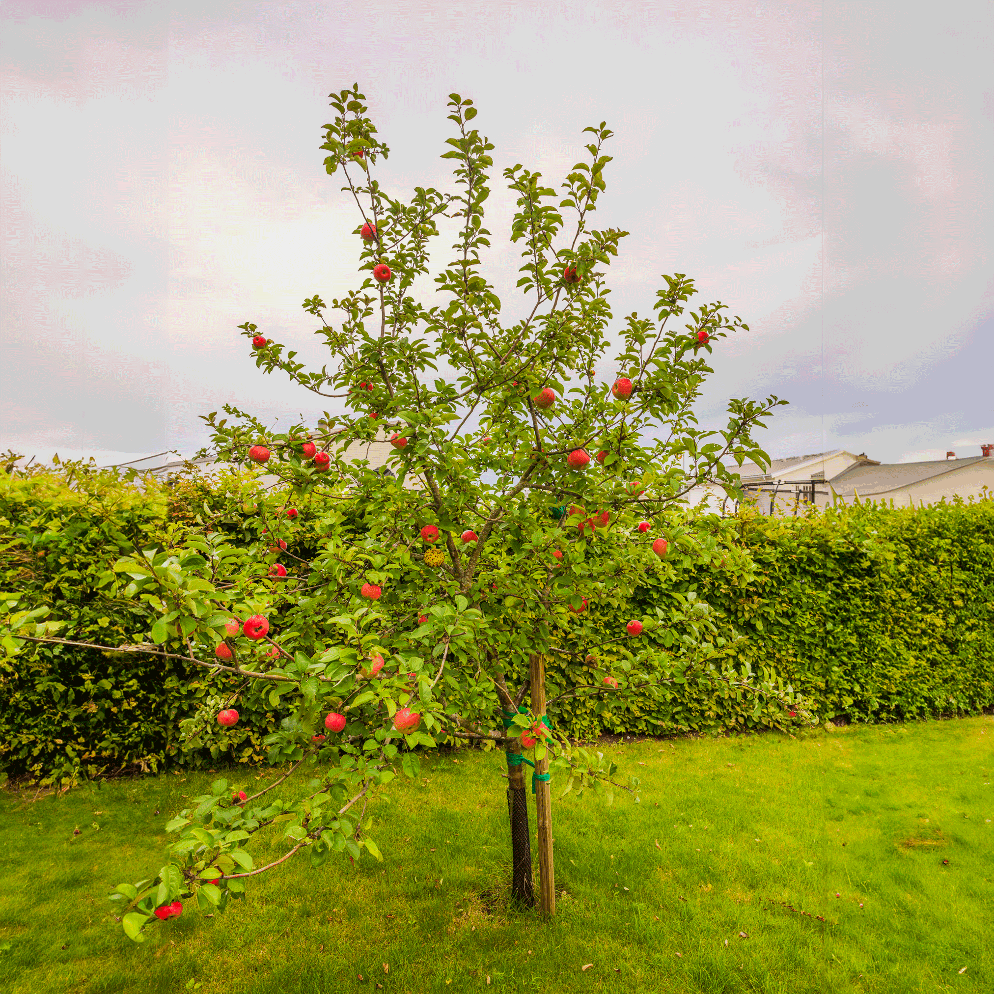 Apple tree with red apples in a garden setting. Henderson Garden Supply