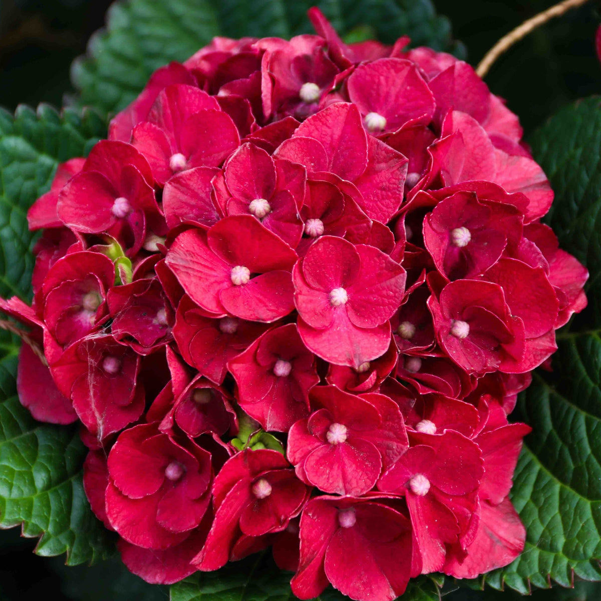 Cherry-Go-Round® Reblooming Hydrangea – Red Flowers