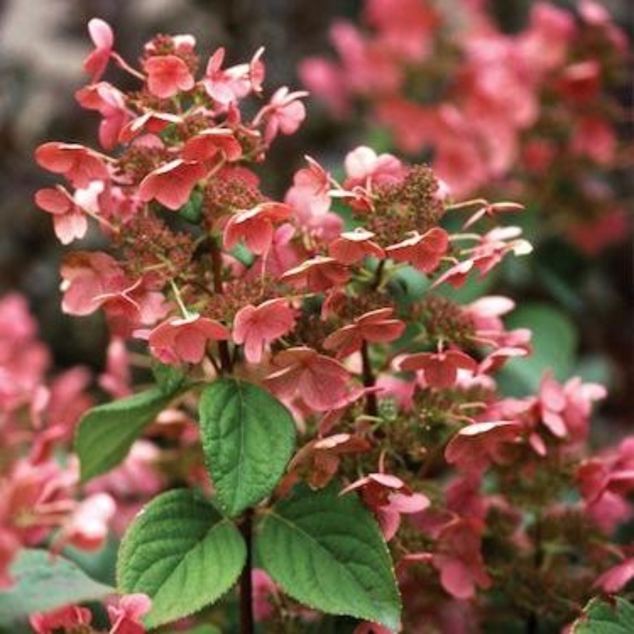 Close-up of pink and green flowers with a blurred background. Henderson Garden Supply