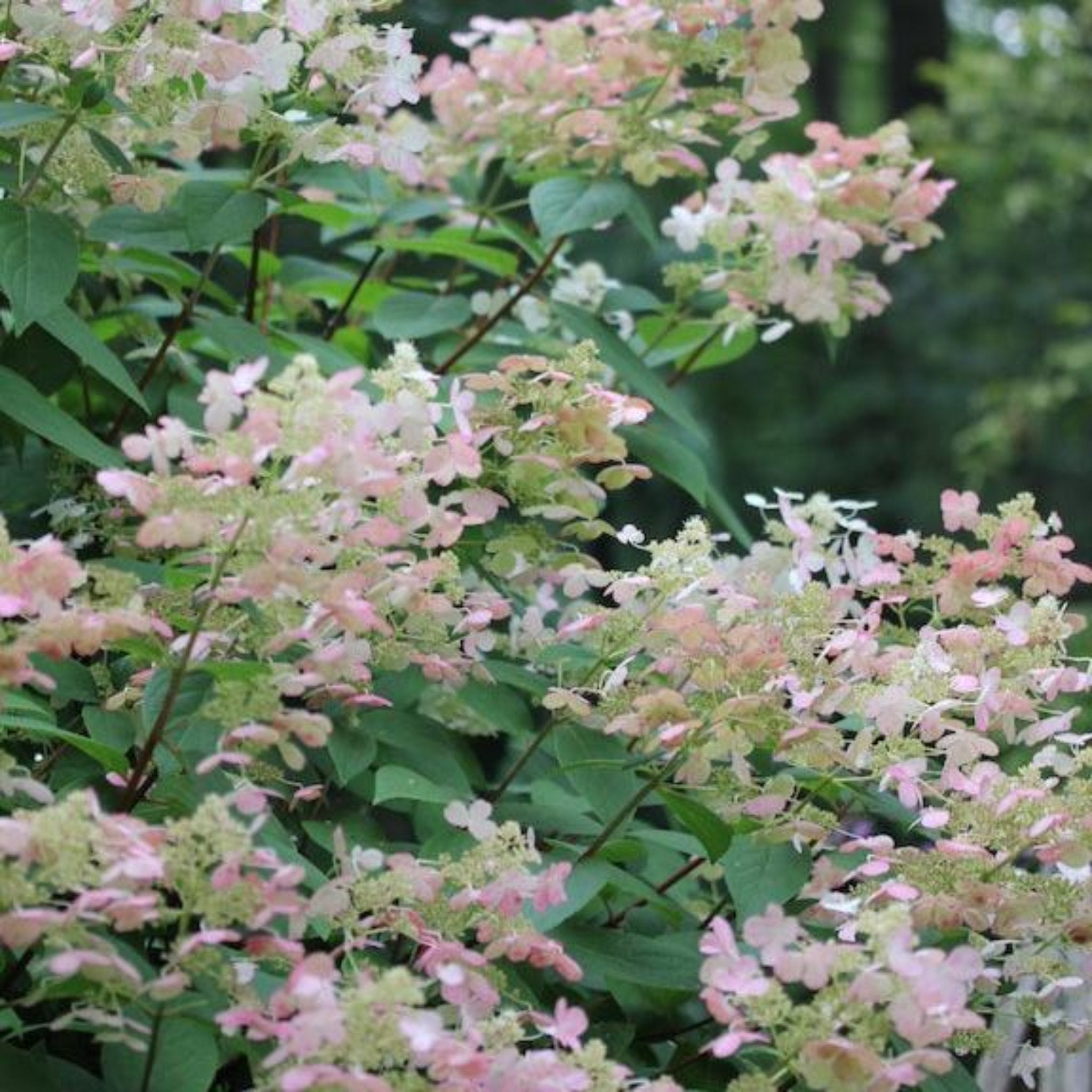 Pink and green flowers with leaves in a natural setting. Henderson Garden Supply