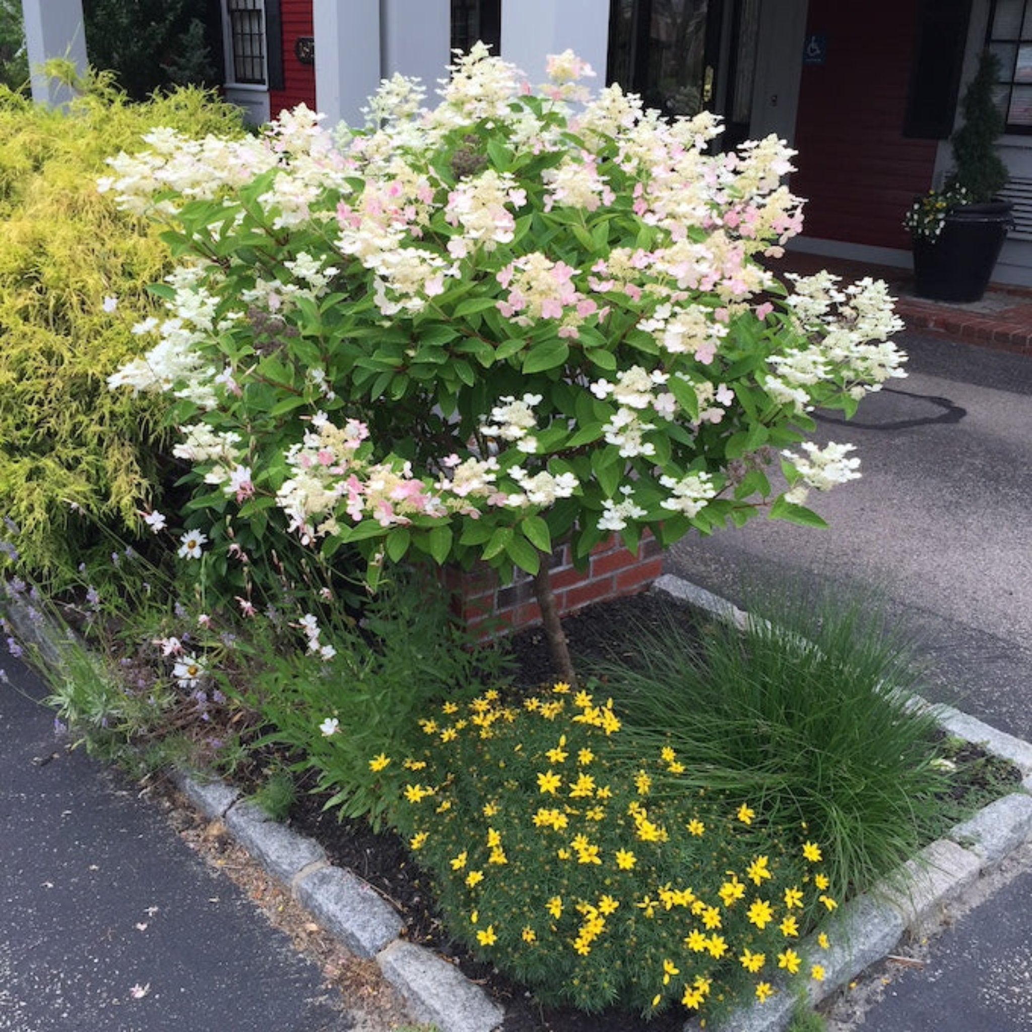 Floral garden with white and pink flowers and yellow flowers in a residential area. Henderson Garden Supply