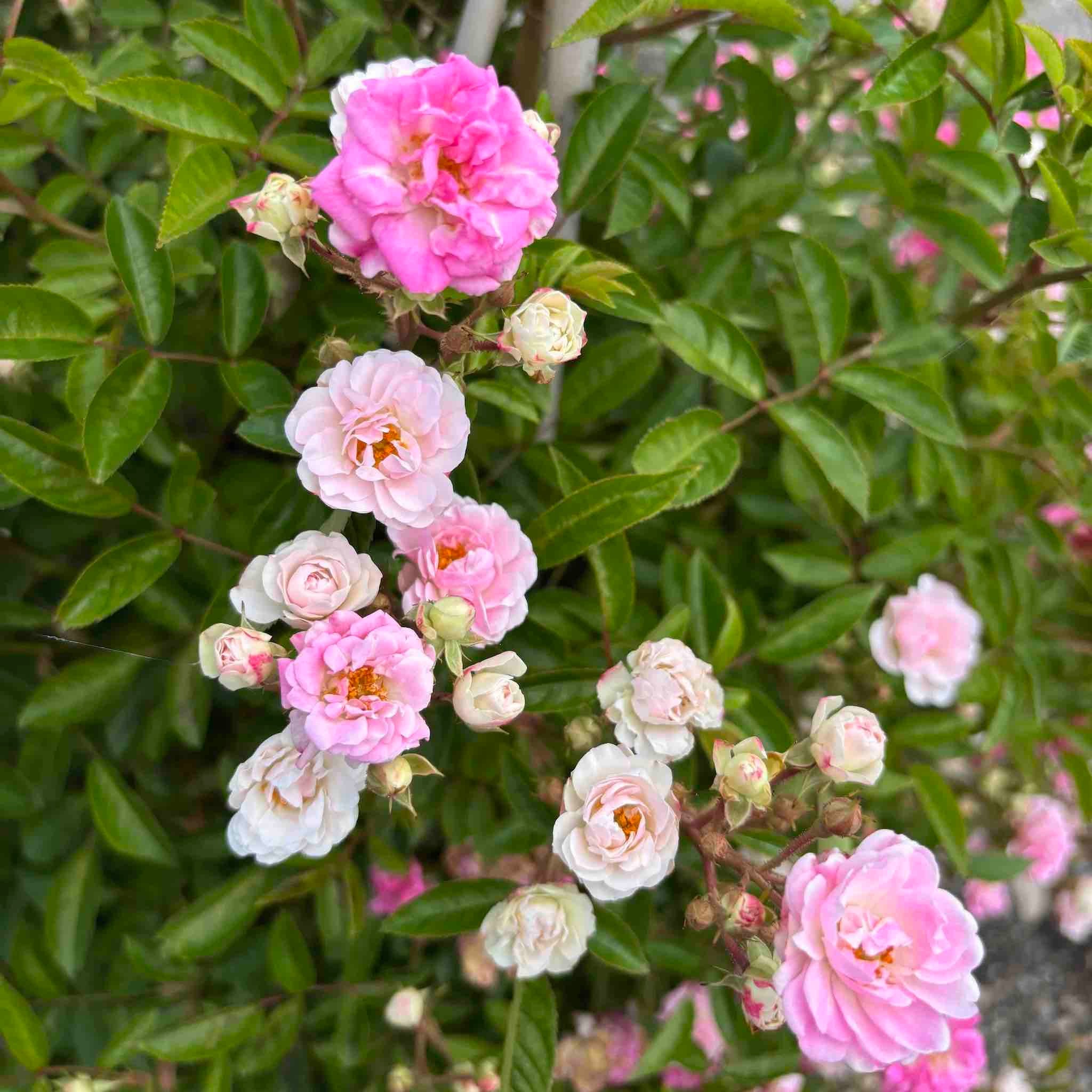 Pink and white flowers with green leaves in a natural setting - Climbing rose - Henderson Garden Supply