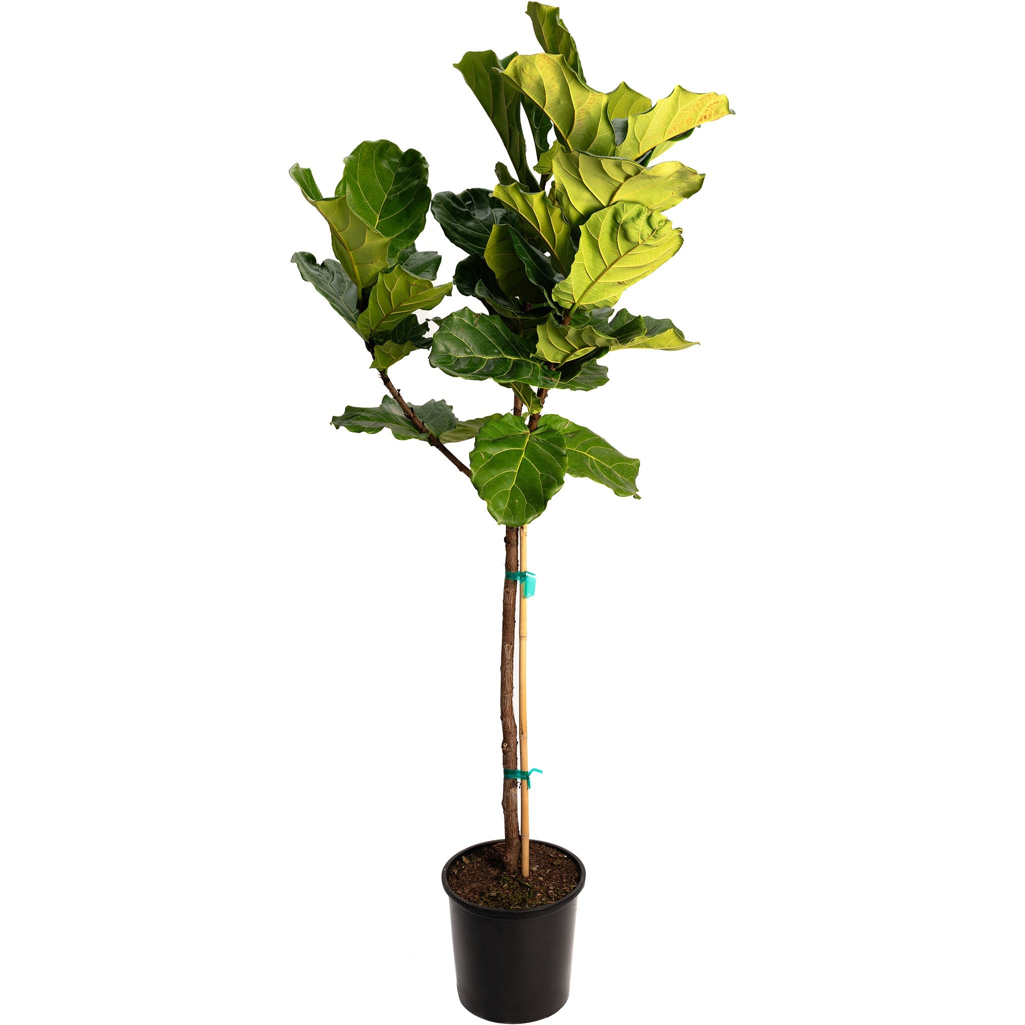 Potted fiddle leaf fig plant on a white background - Henderson Garden Supply