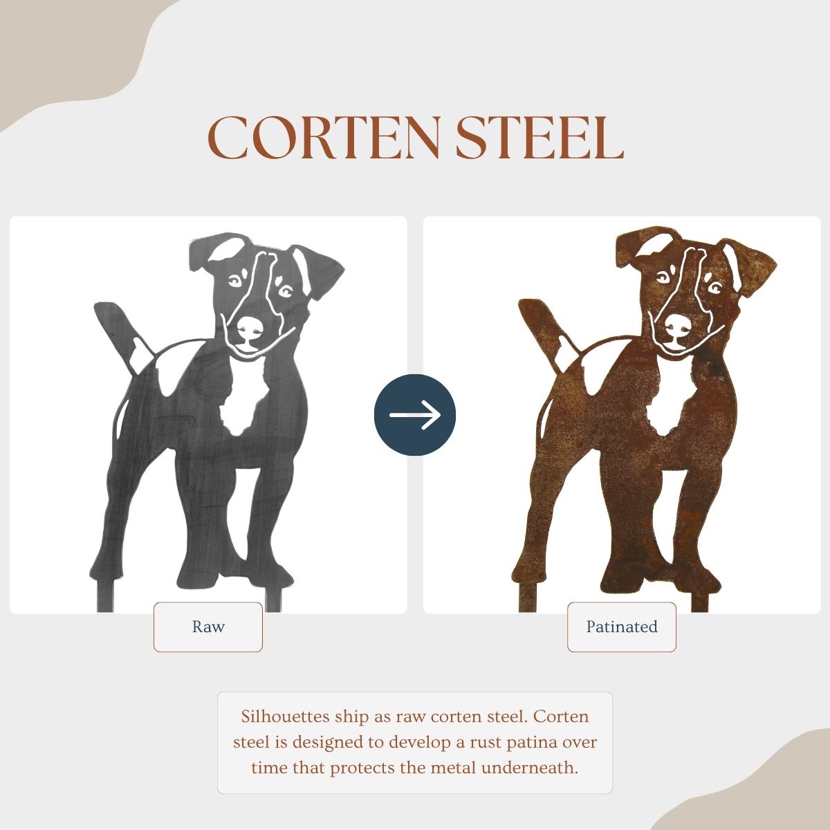 Jack Russell Terrier