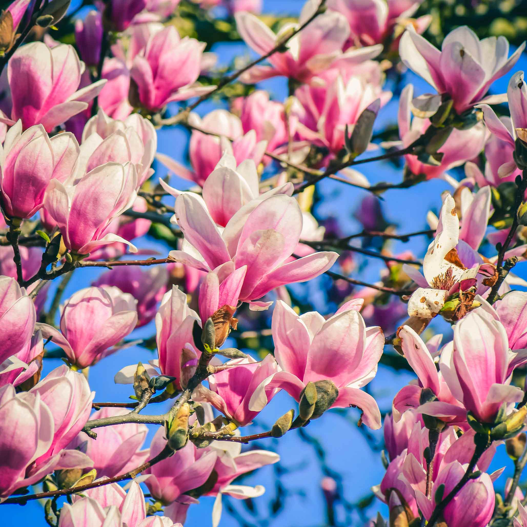 Jane Magnolia Tree