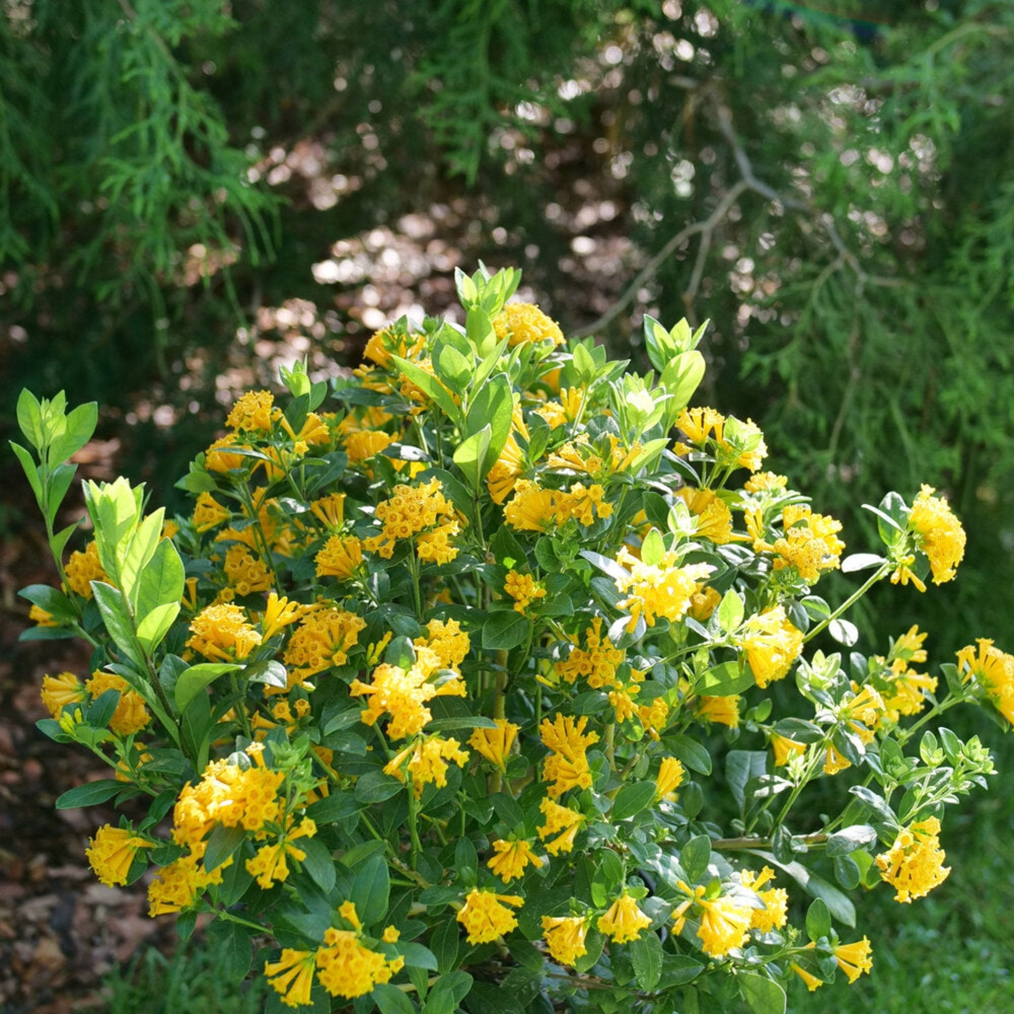 Yellow flowering bush with green leaves against a blurred natural background - Henderson Garden Supply