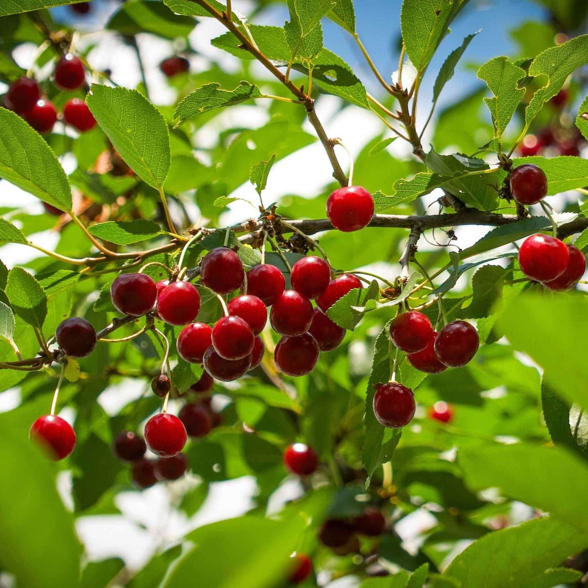 Red cherries on a tree branch with green leaves. Henderson Garden Supply