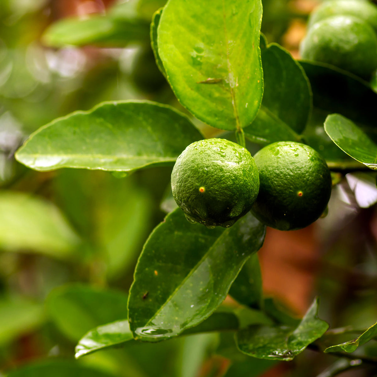 Key Lime Tree (FL) – Aromatic Mexican Lime