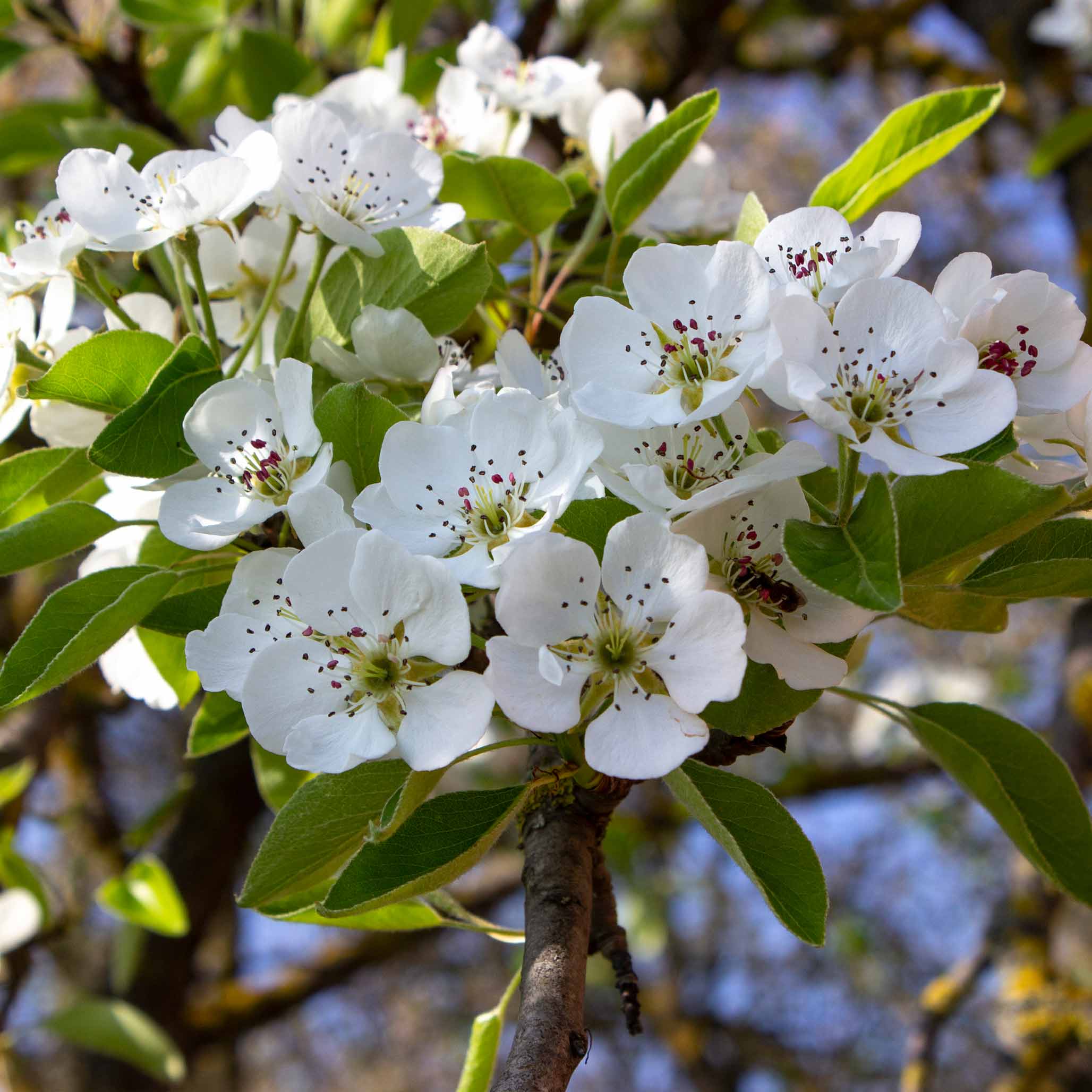 Close-up of white flowers with green leaves on a branch. Henderson Garden Supply