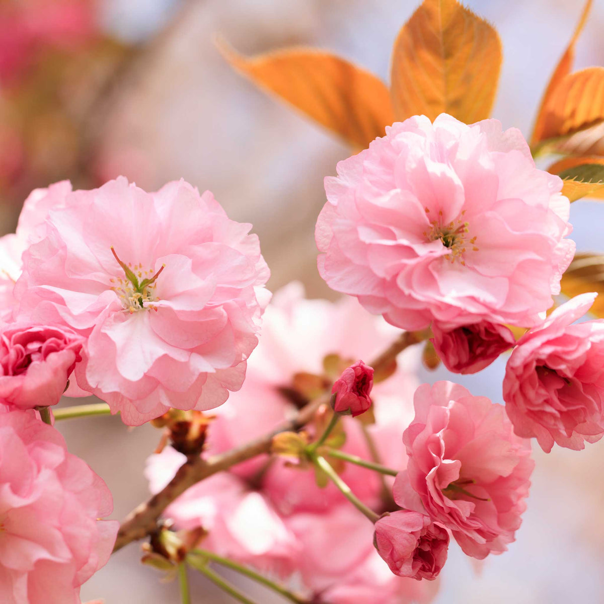 Close-up of pink cherry blossoms with a blurred background. Henderson Garden Supply