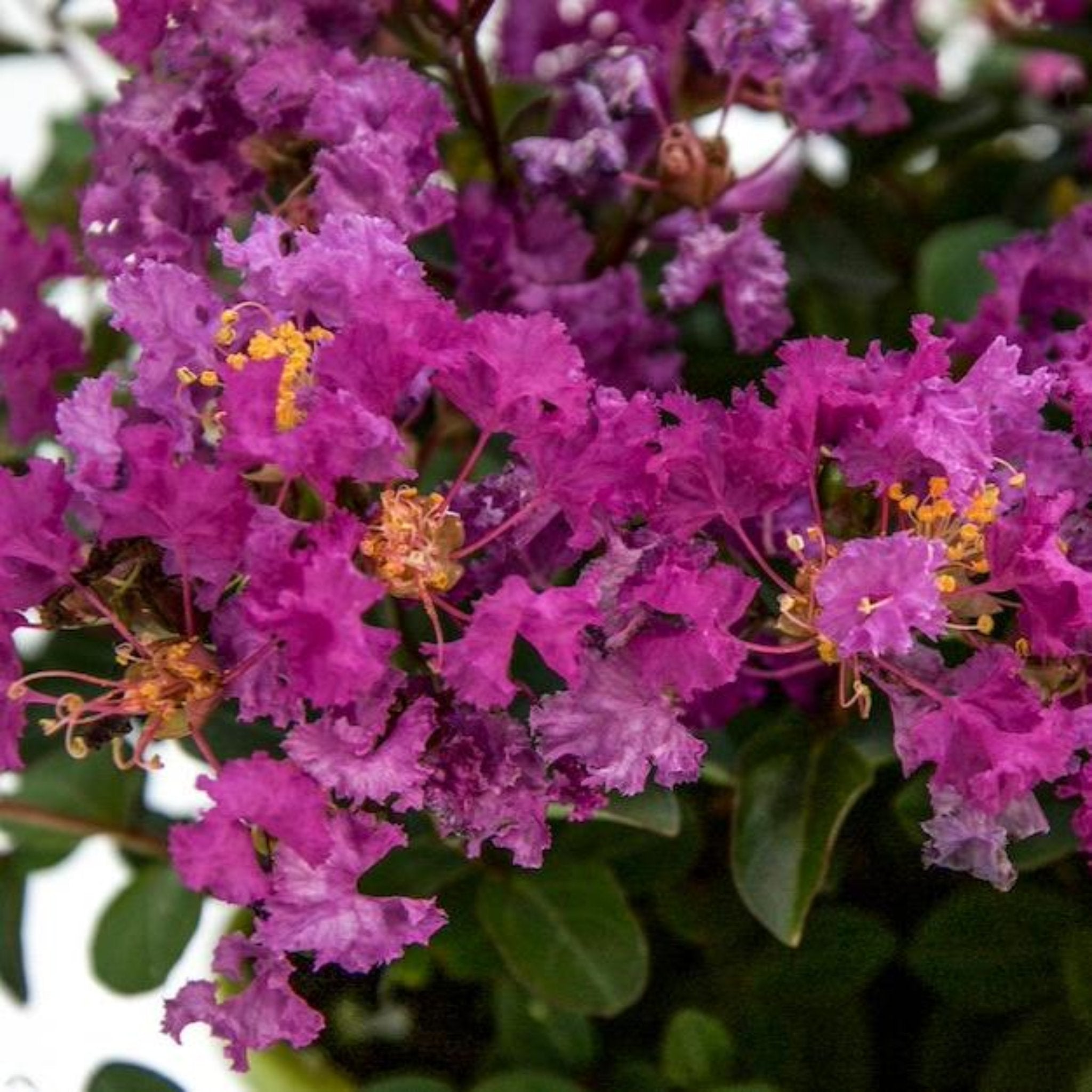 Close-up of purple flowers with green leaves. Henderson Garden Supply