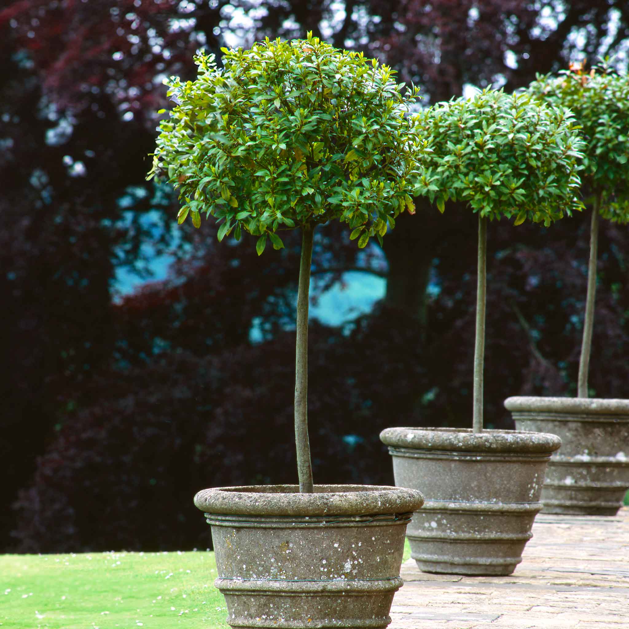 Three potted topiary trees on a wooden deck with a blurred garden background - Henderson Garden Supply
